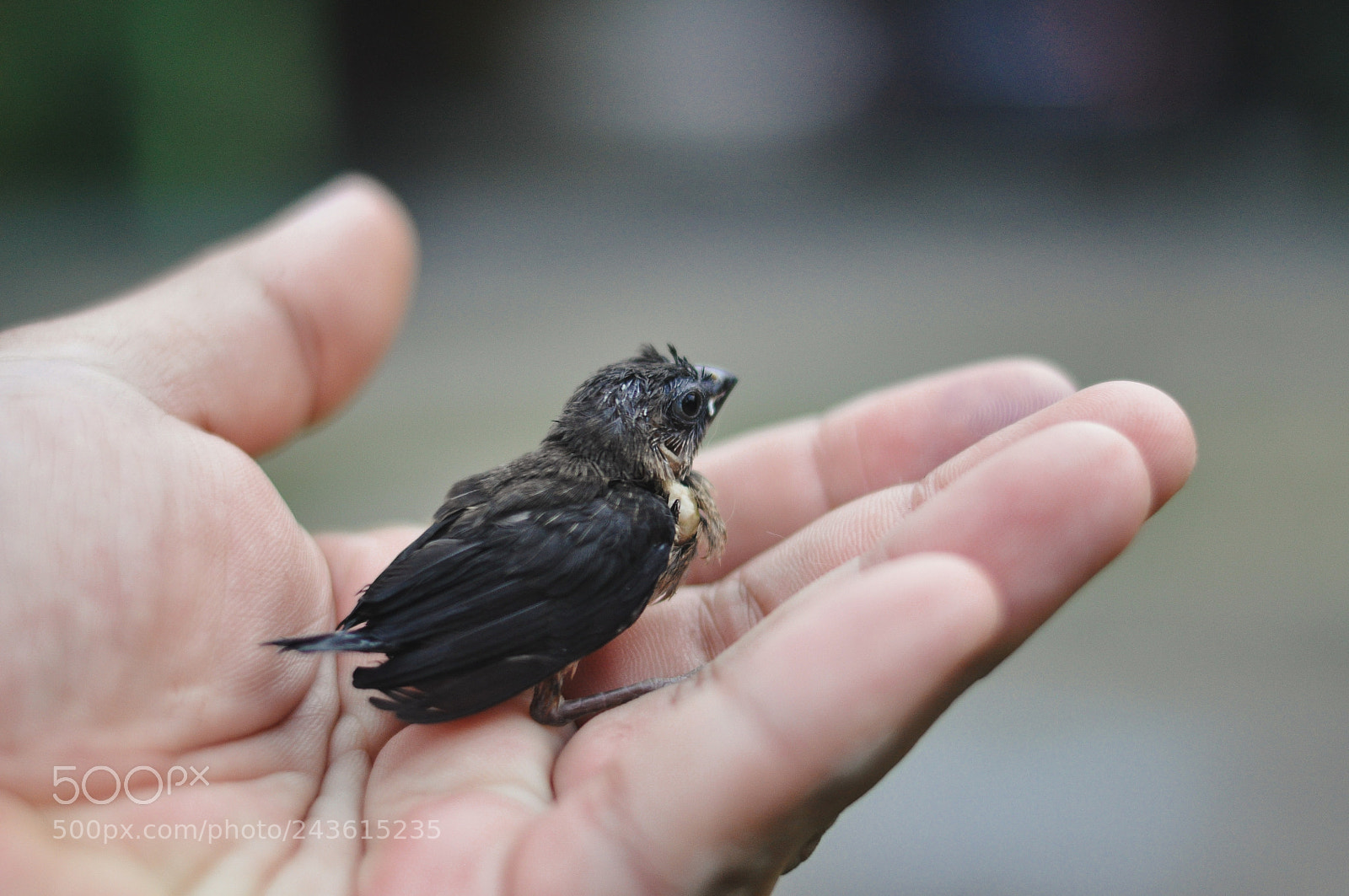 Nikon D90 sample photo. Freedom photography