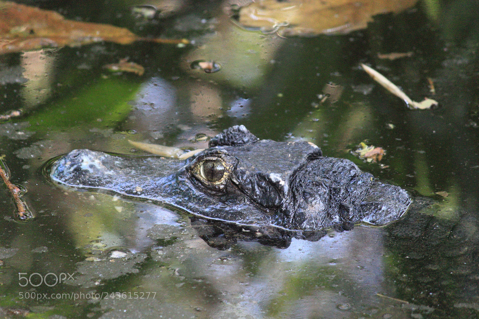 Canon EF-S 55-250mm F4-5.6 IS II sample photo. Powerful eyes photography