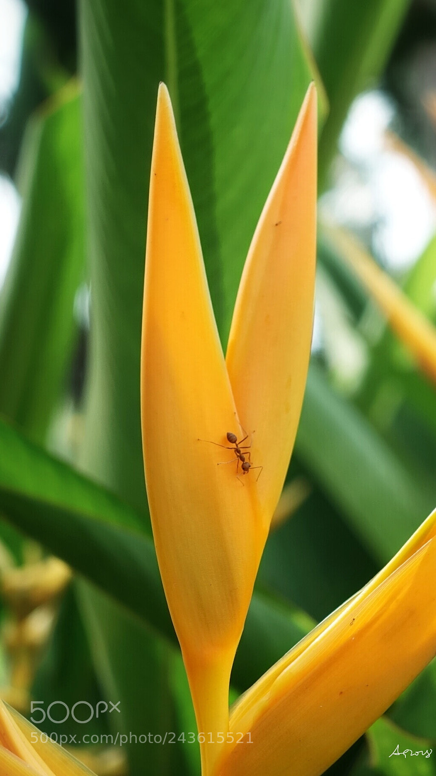 Sony DSC-RX100M5 sample photo. 那时刚好 photography