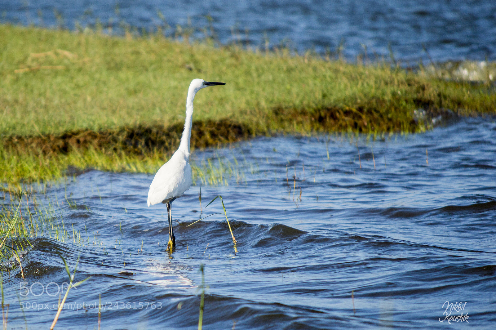 Nikon D3200 sample photo. Egret photography