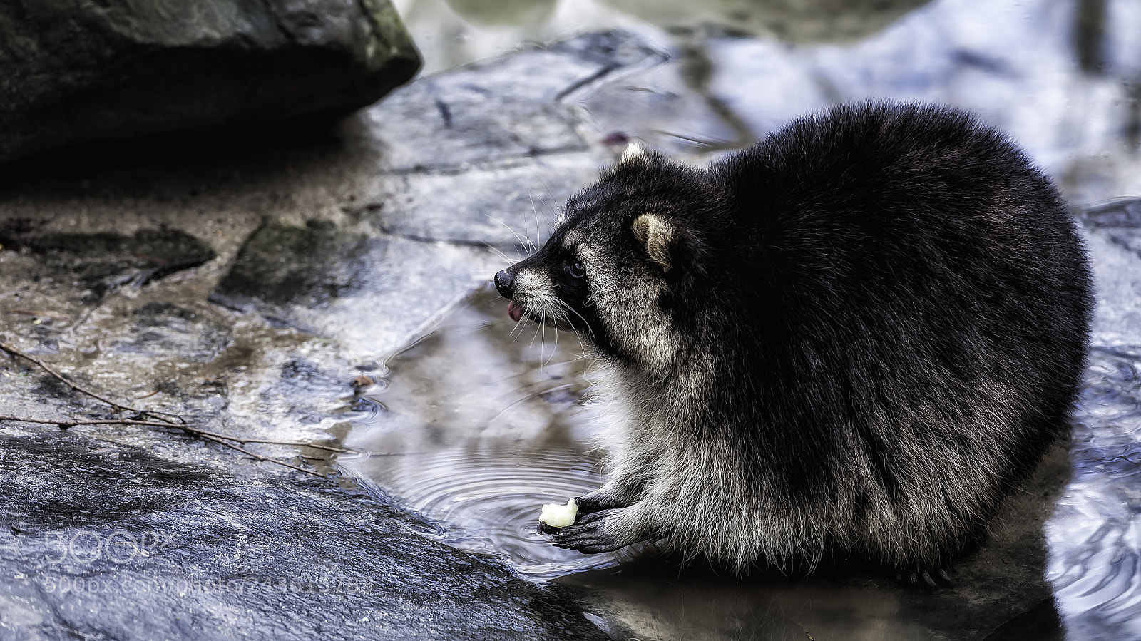 Nikon D700 sample photo. "small racoon" photography