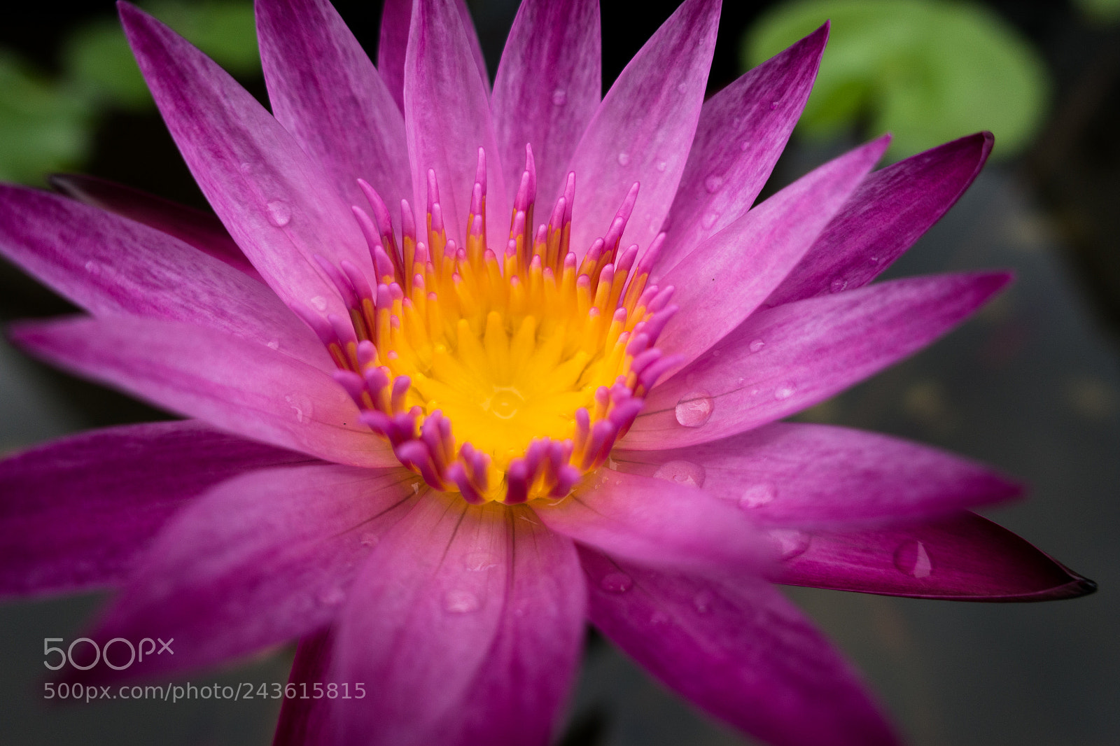 Sony Cyber-shot DSC-RX100 IV sample photo. Lotus photography
