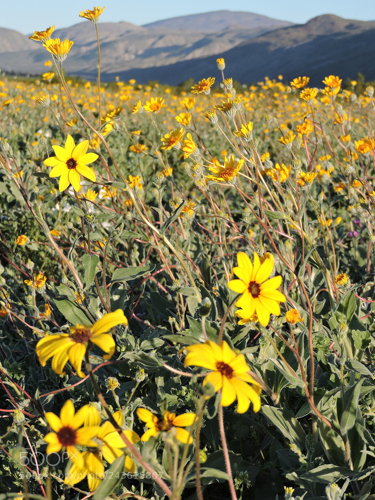 Nikon Coolpix P530 sample photo. Desert super bloom 2017 photography