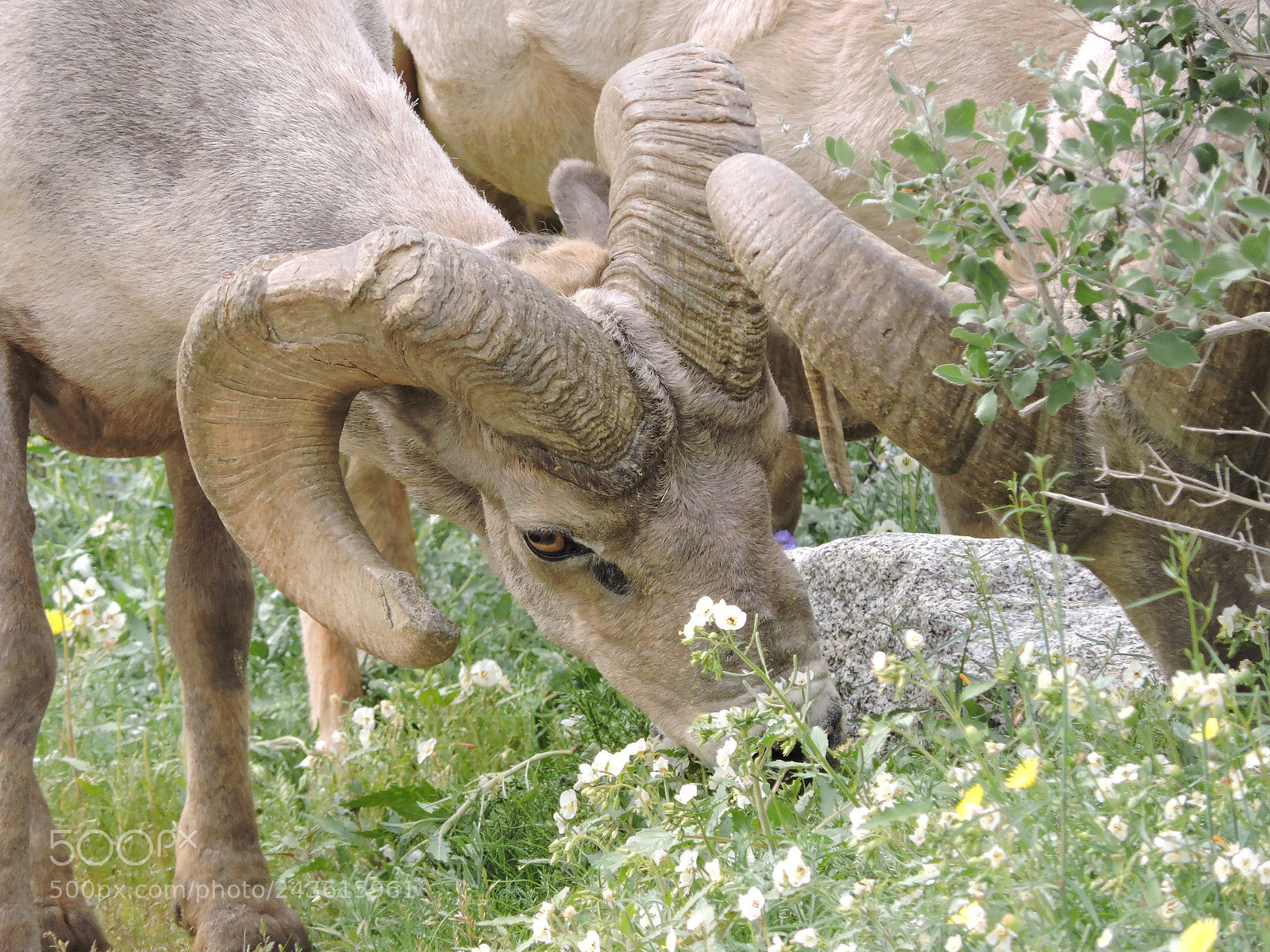 Nikon Coolpix P530 sample photo. Big horn photography