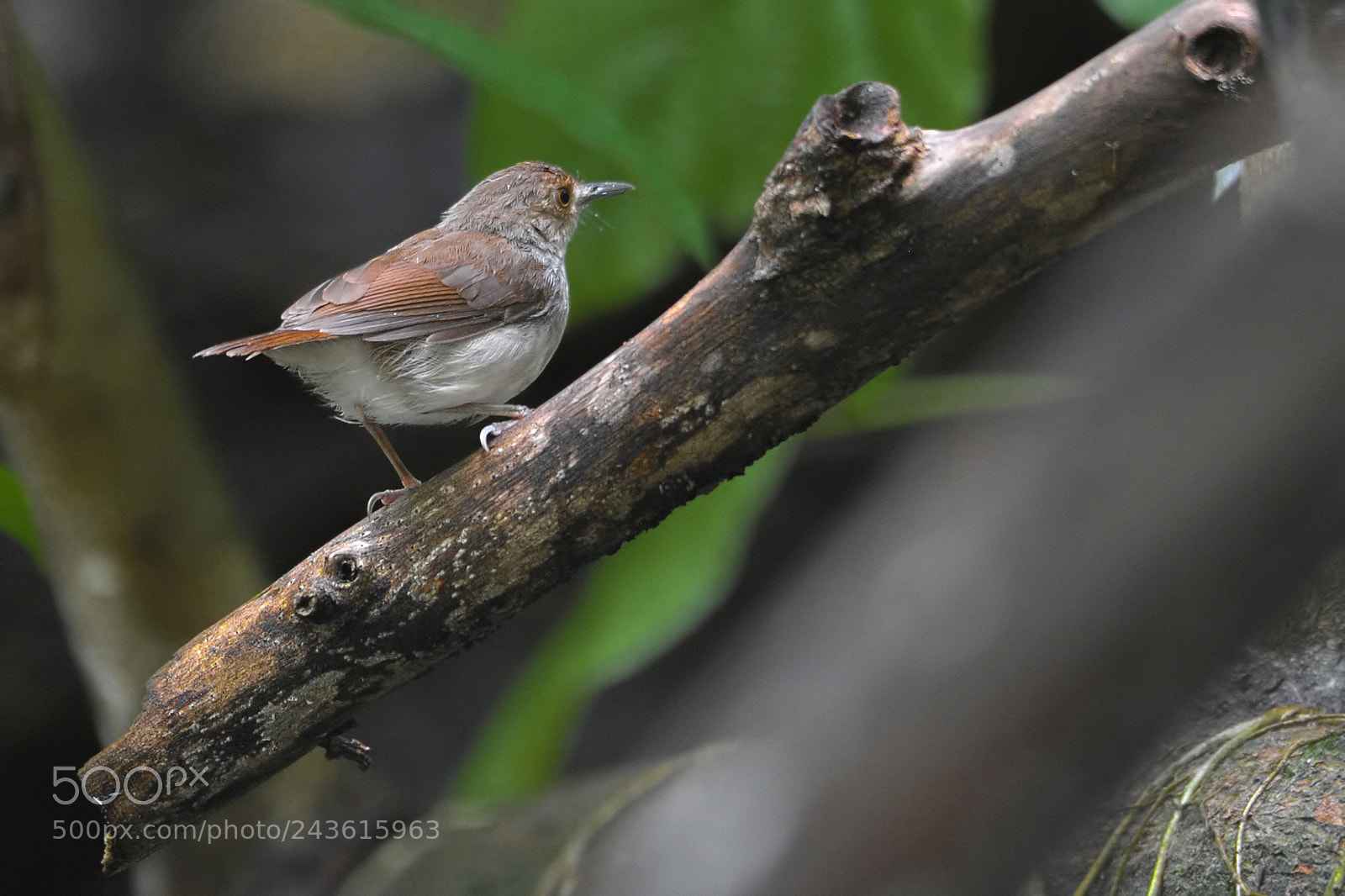 Nikon D3S sample photo. Nature photography
