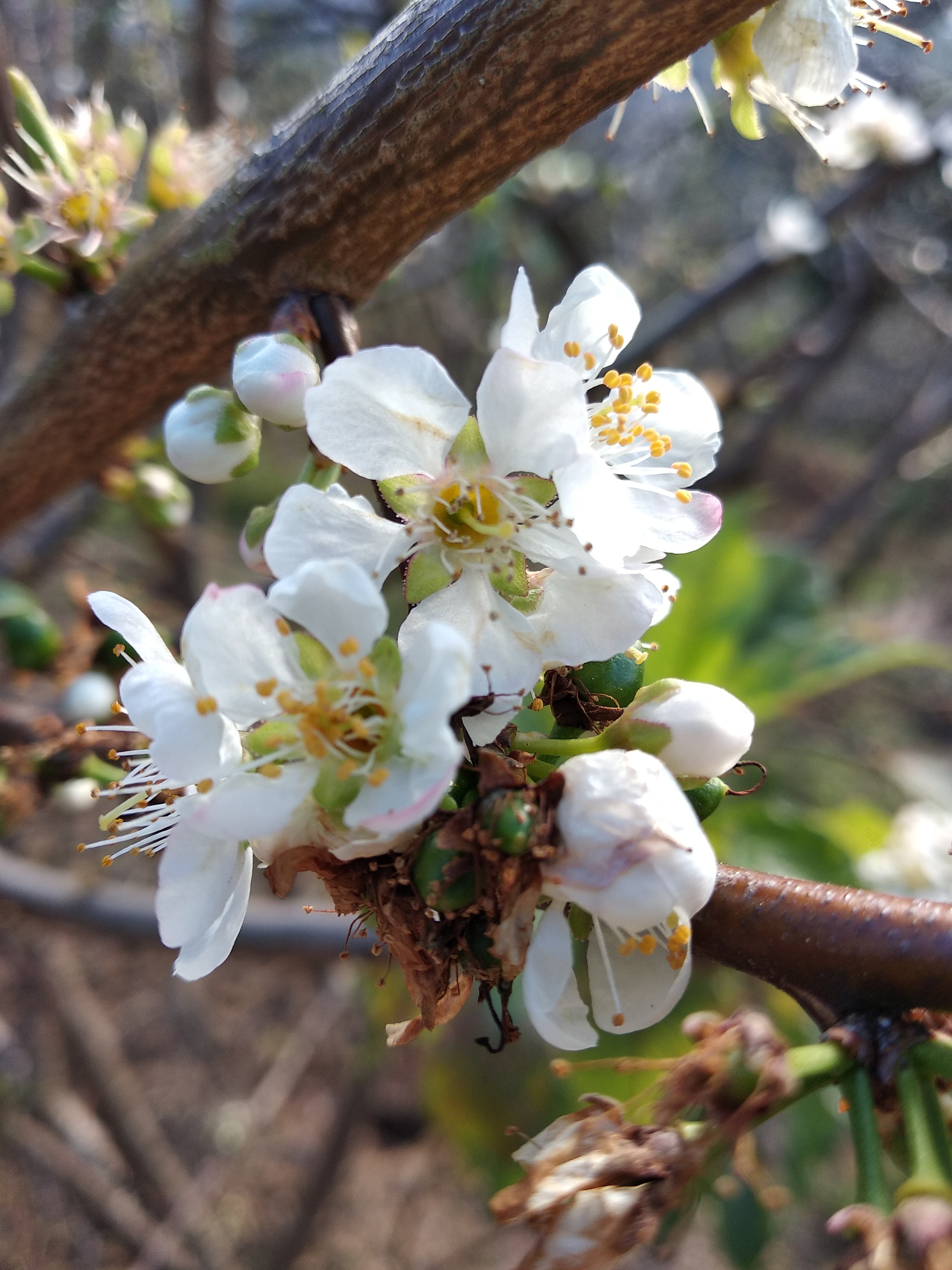 Xiaomi Redmi 5 Plus sample photo