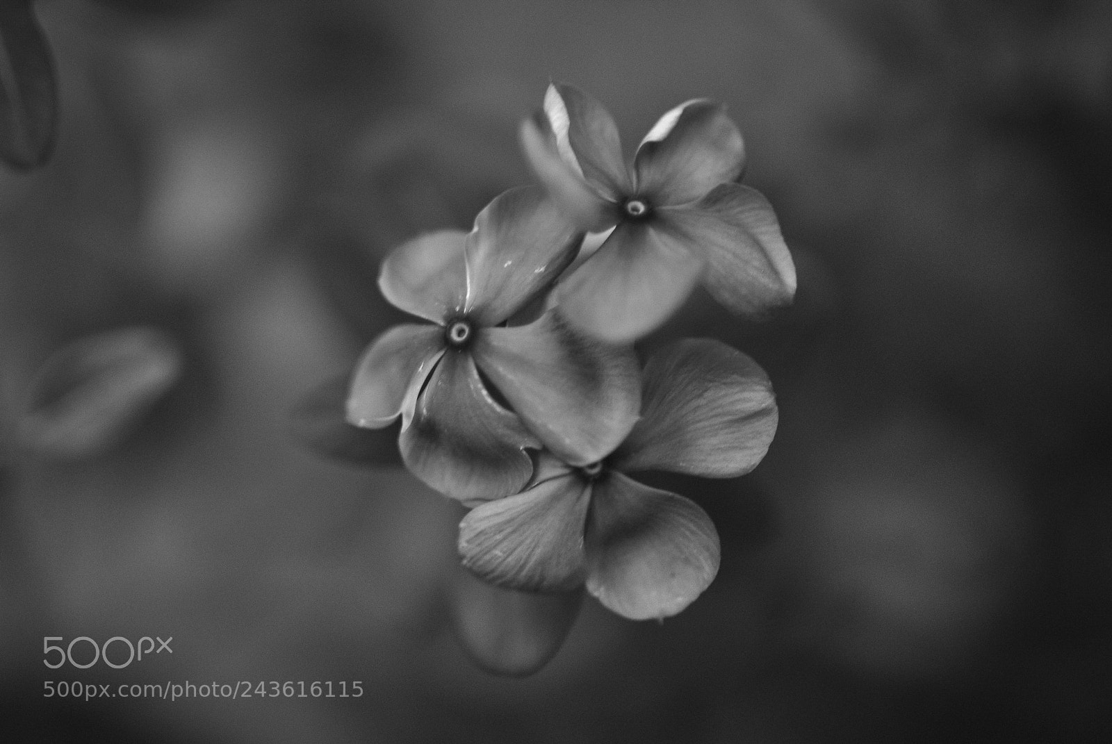 Nikon D90 sample photo. Desert rose photography