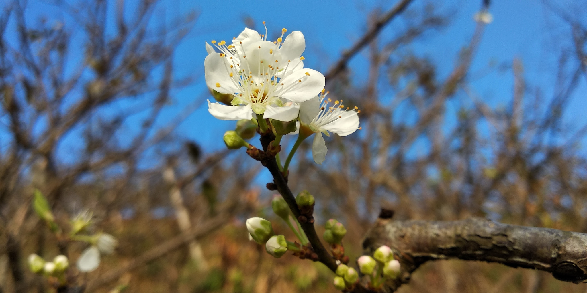 Xiaomi Redmi 5 Plus sample photo. 李花 photography