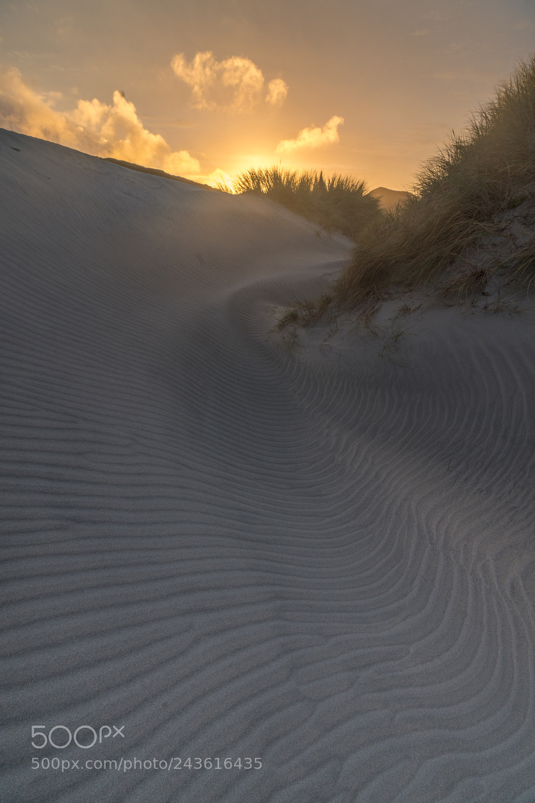 Sony a99 II sample photo. Amongst the sand dunes photography