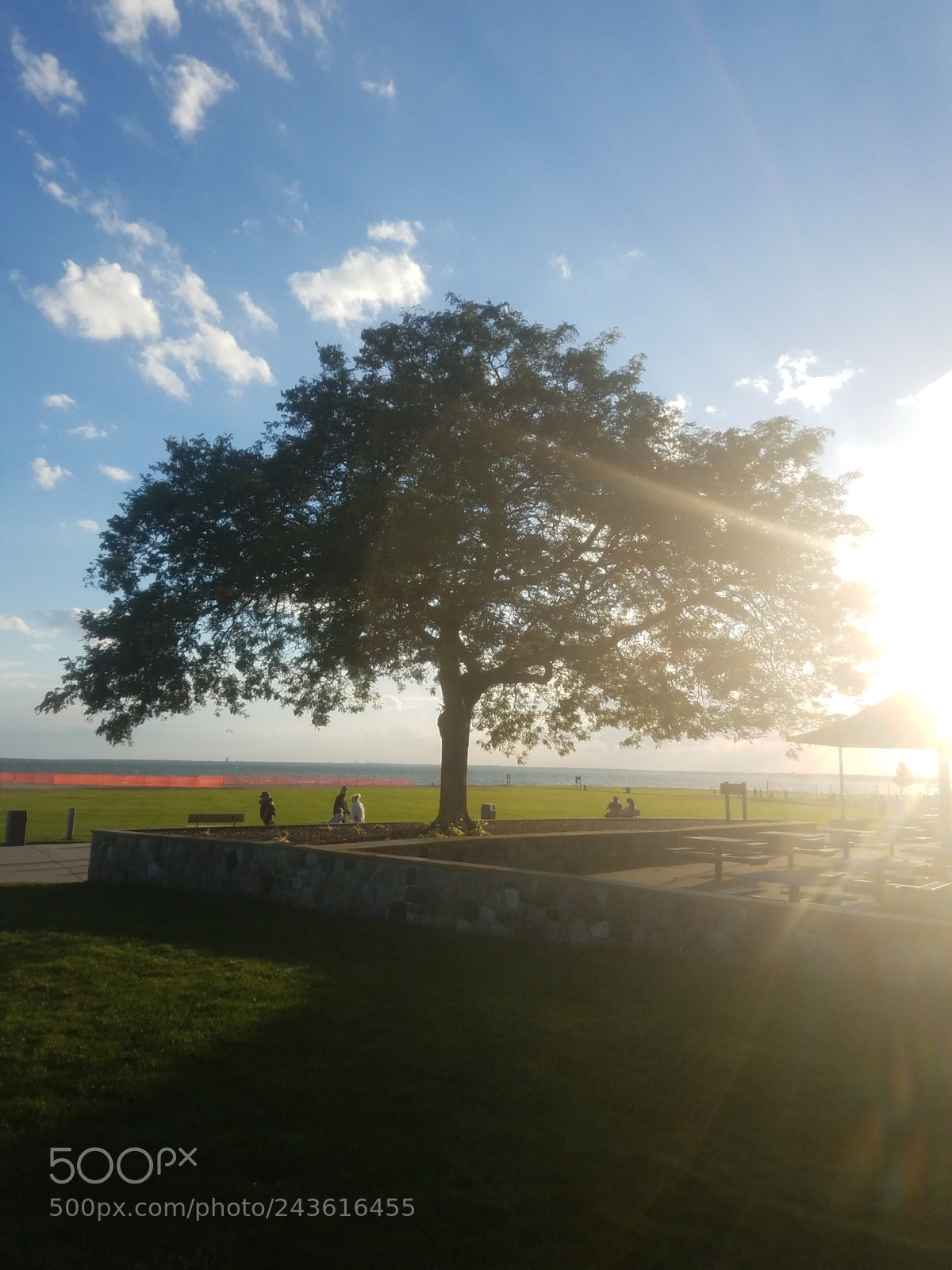 Samsung Galaxy S7 Edge sample photo. Sunset tree photography