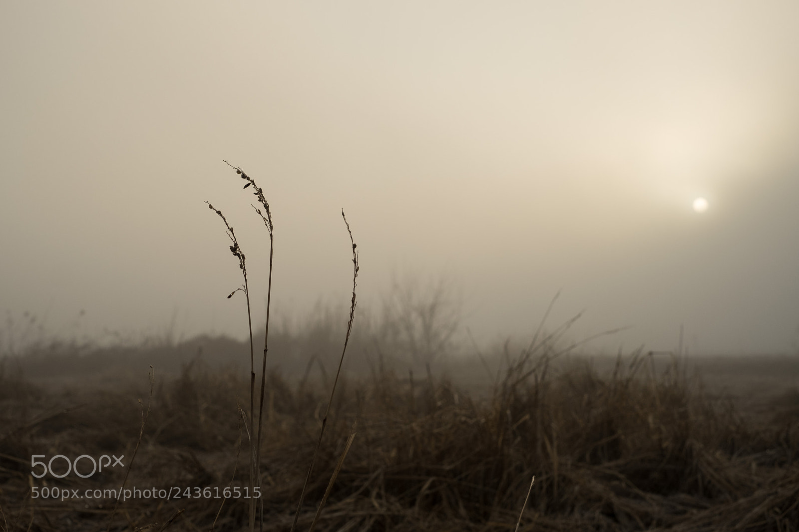 Fujifilm X-Pro2 sample photo. Foggy morning photography