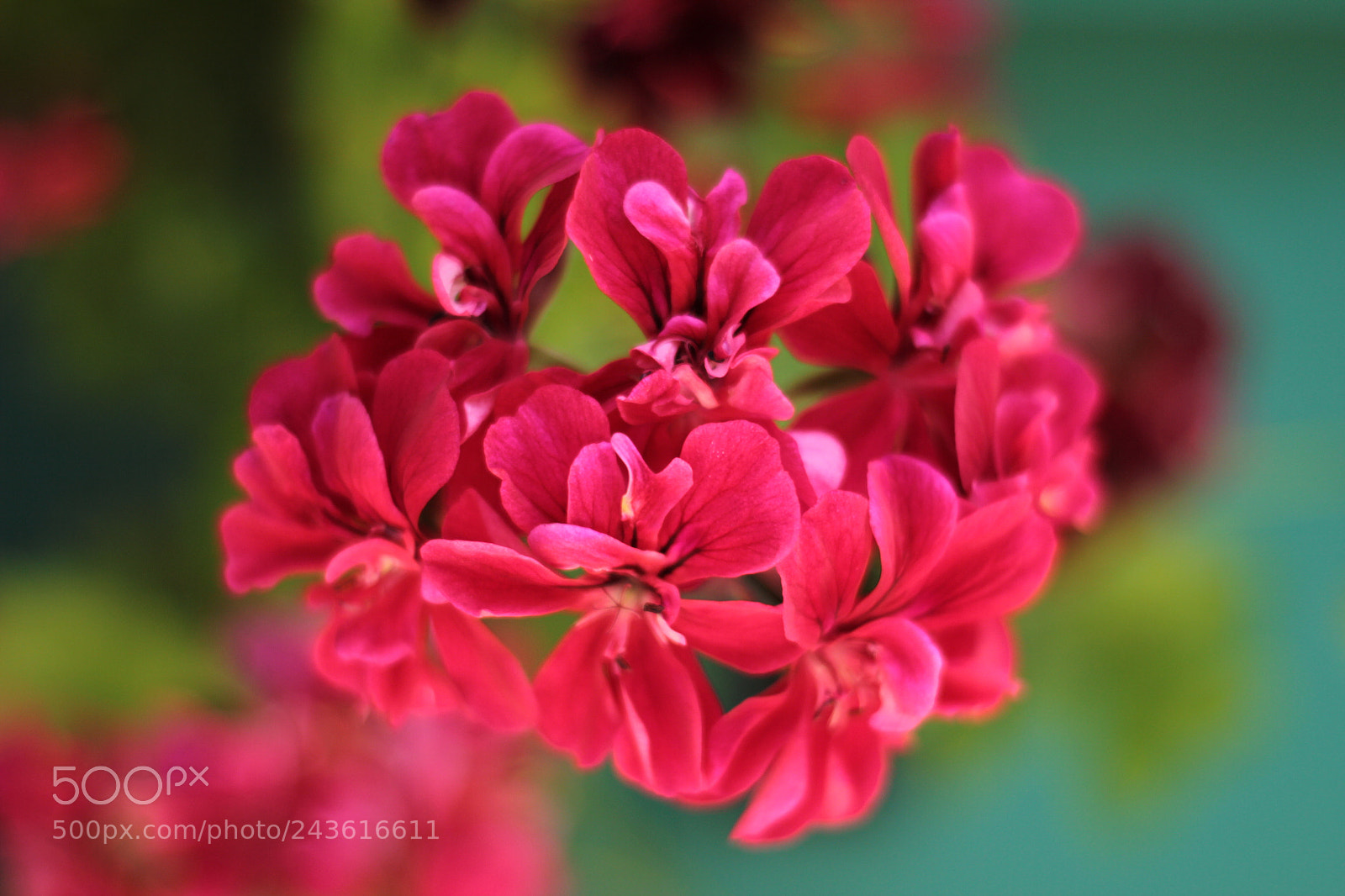Canon EOS 60D sample photo. Img photography