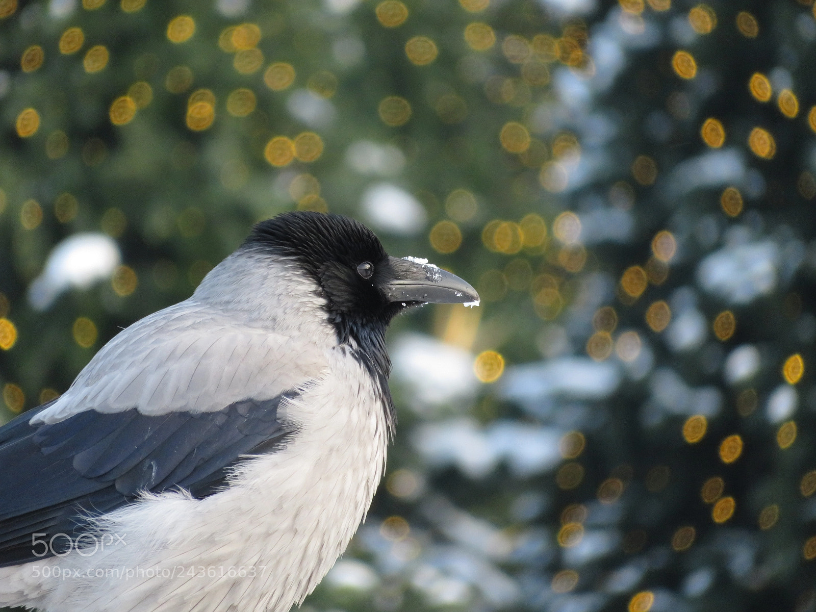 Canon PowerShot SX720 HS sample photo. Holiday crow photography