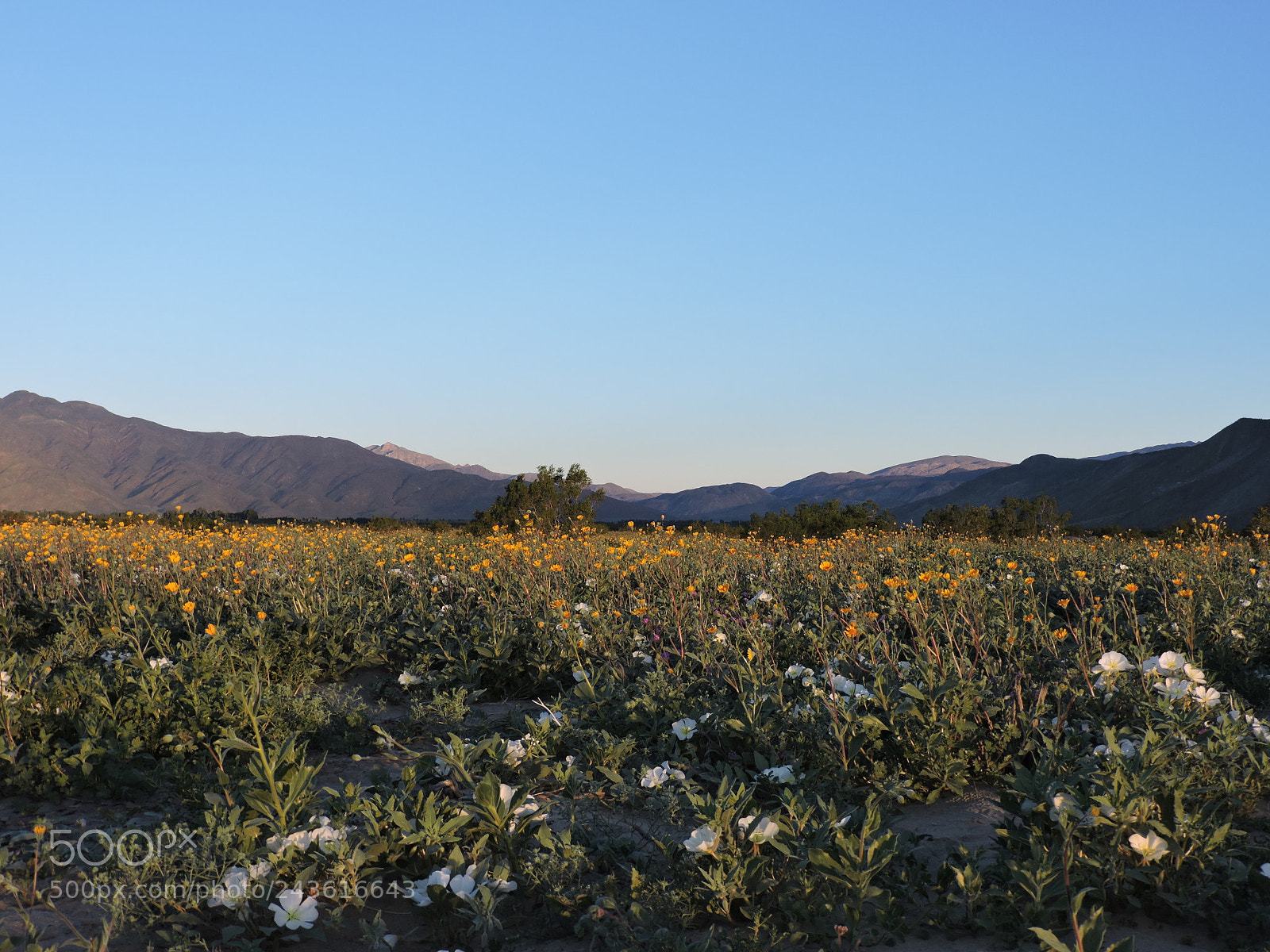 Nikon Coolpix P530 sample photo. Sunrise in the desert photography