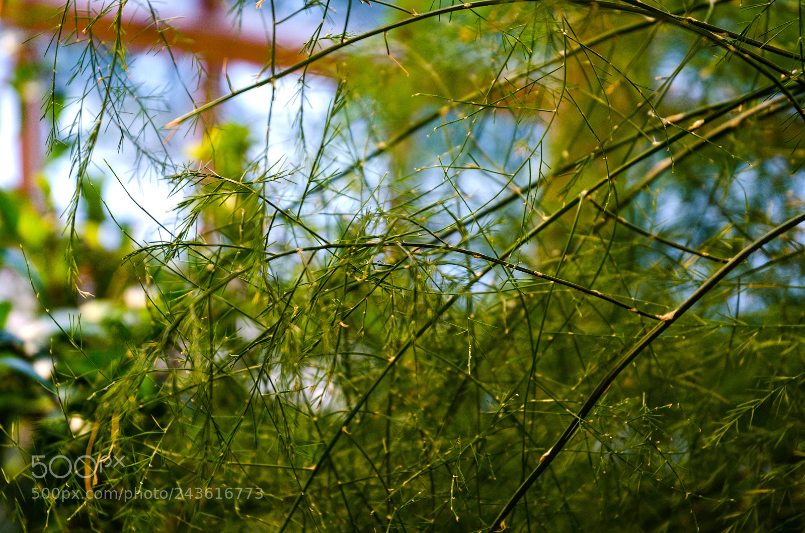 Nikon D5100 sample photo. 294 photography