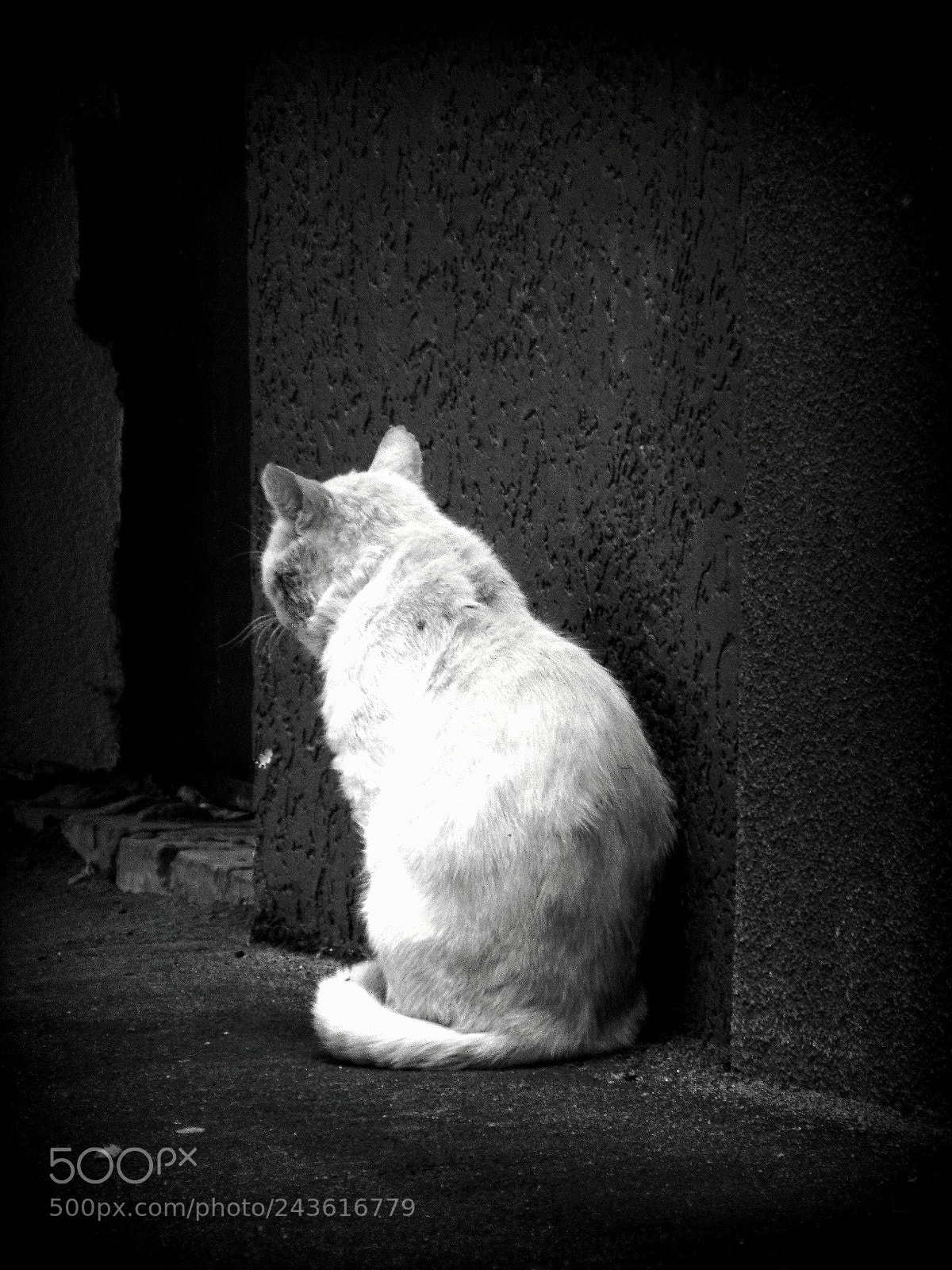 Sony Cyber-shot DSC-H300 sample photo. A stray cat photography