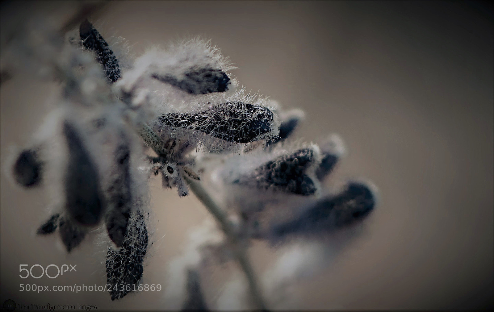 Nikon D500 sample photo. Silence... photography