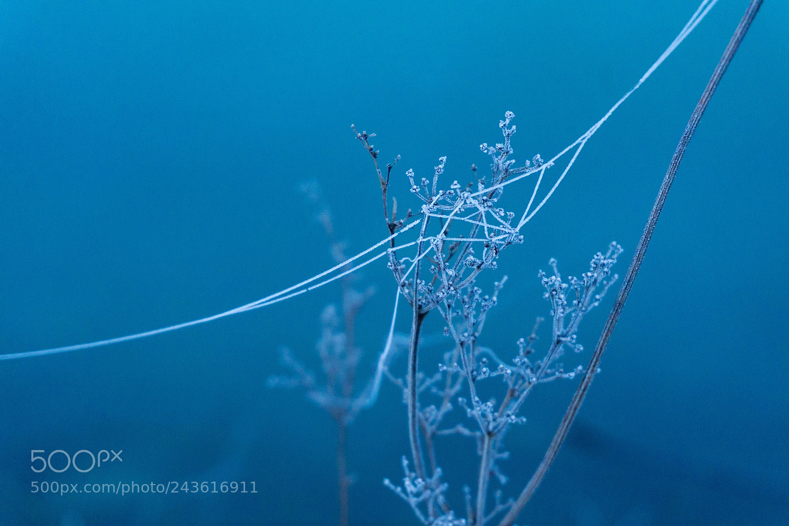 Sony a5100 sample photo. Frosted web photography