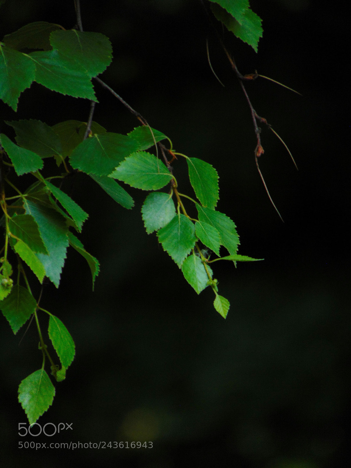 Sony Cyber-shot DSC-H300 sample photo. A birch leaves photography