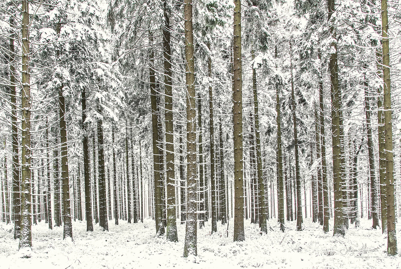 Canon EOS 7D Mark II sample photo. The forest. photography