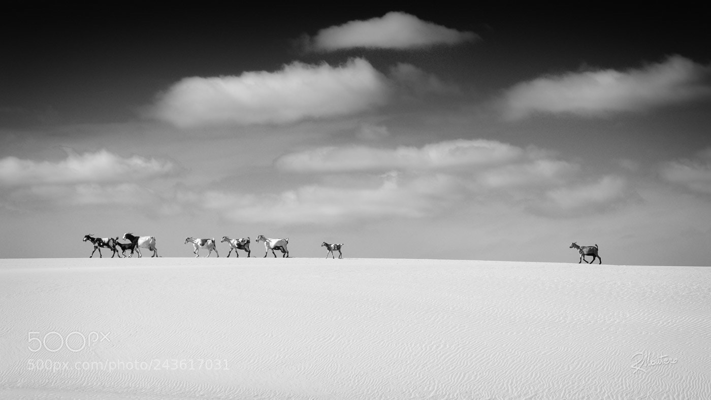 Nikon D800 sample photo. Strange camels photography