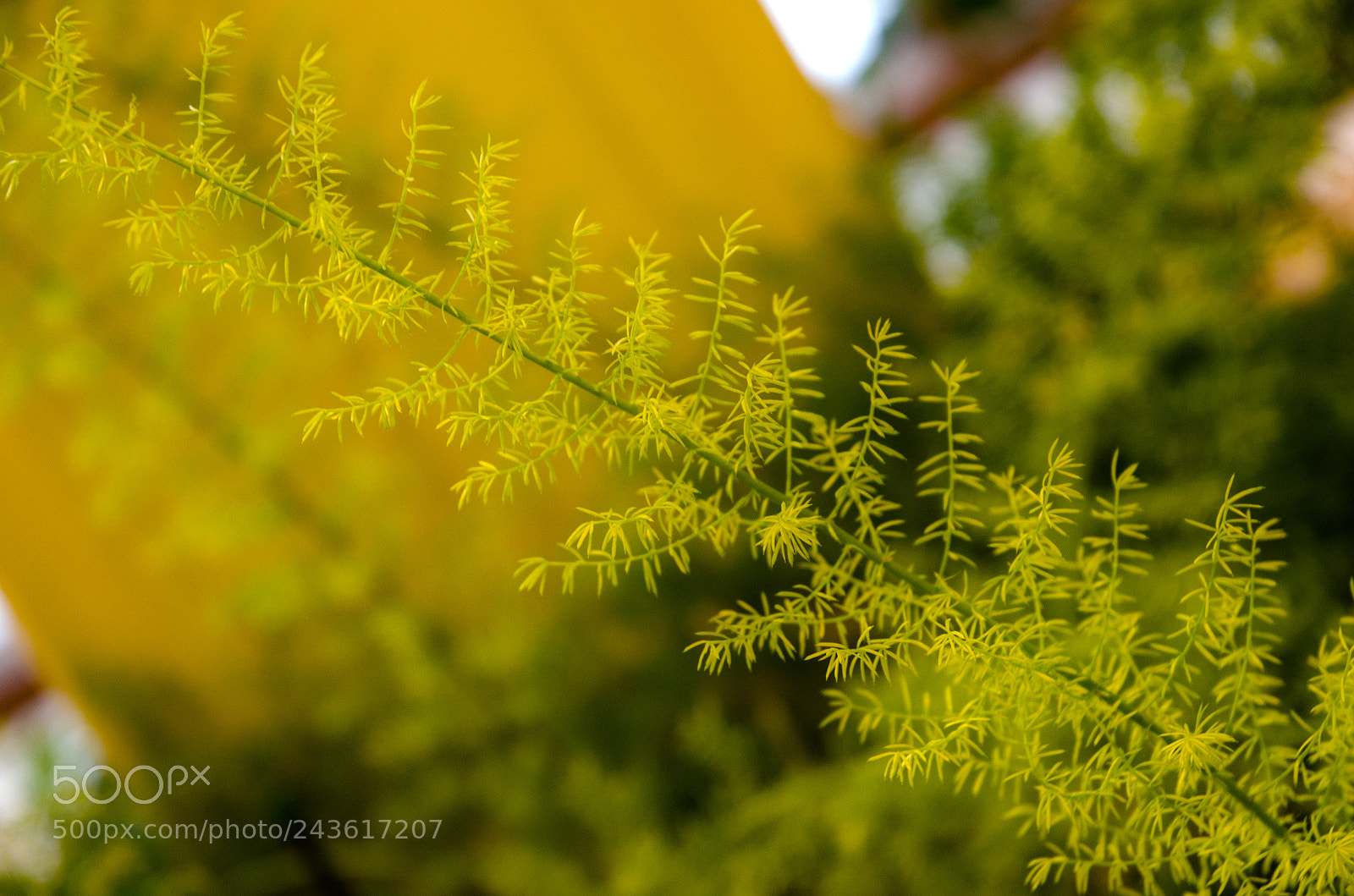 Nikon D5100 sample photo. 296 photography
