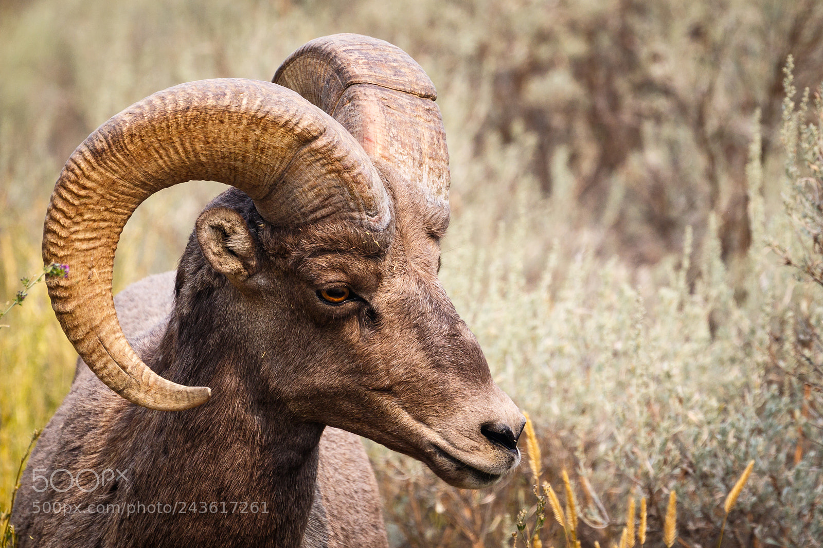 Canon EOS 7D Mark II sample photo. The ram photography