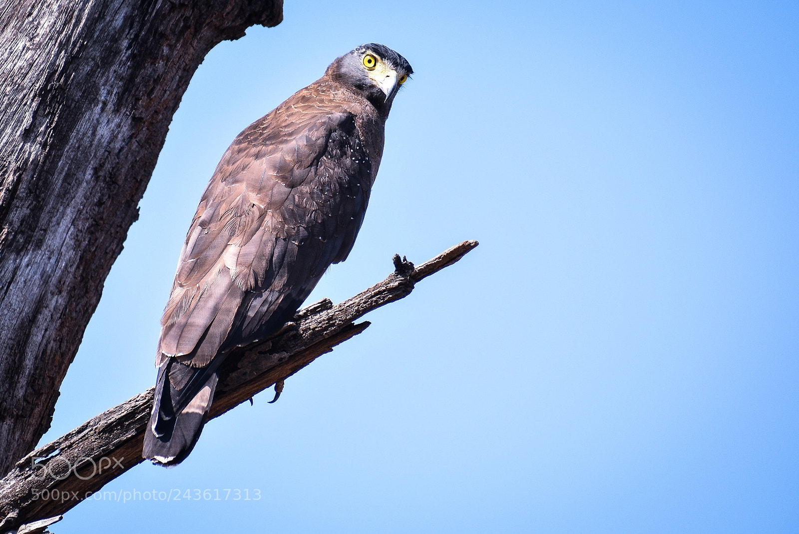 Nikon D3400 sample photo. Indian spotted eagle photography