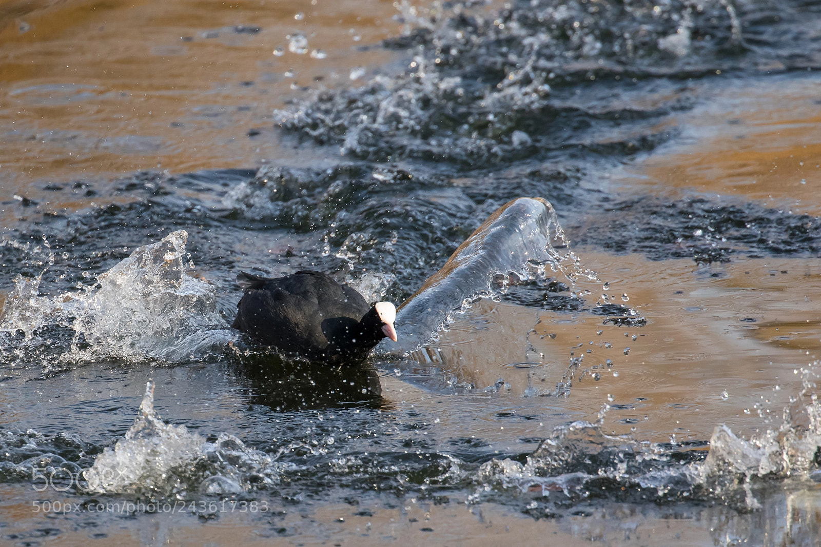 Canon EOS 7D Mark II sample photo. "the black racer" photography