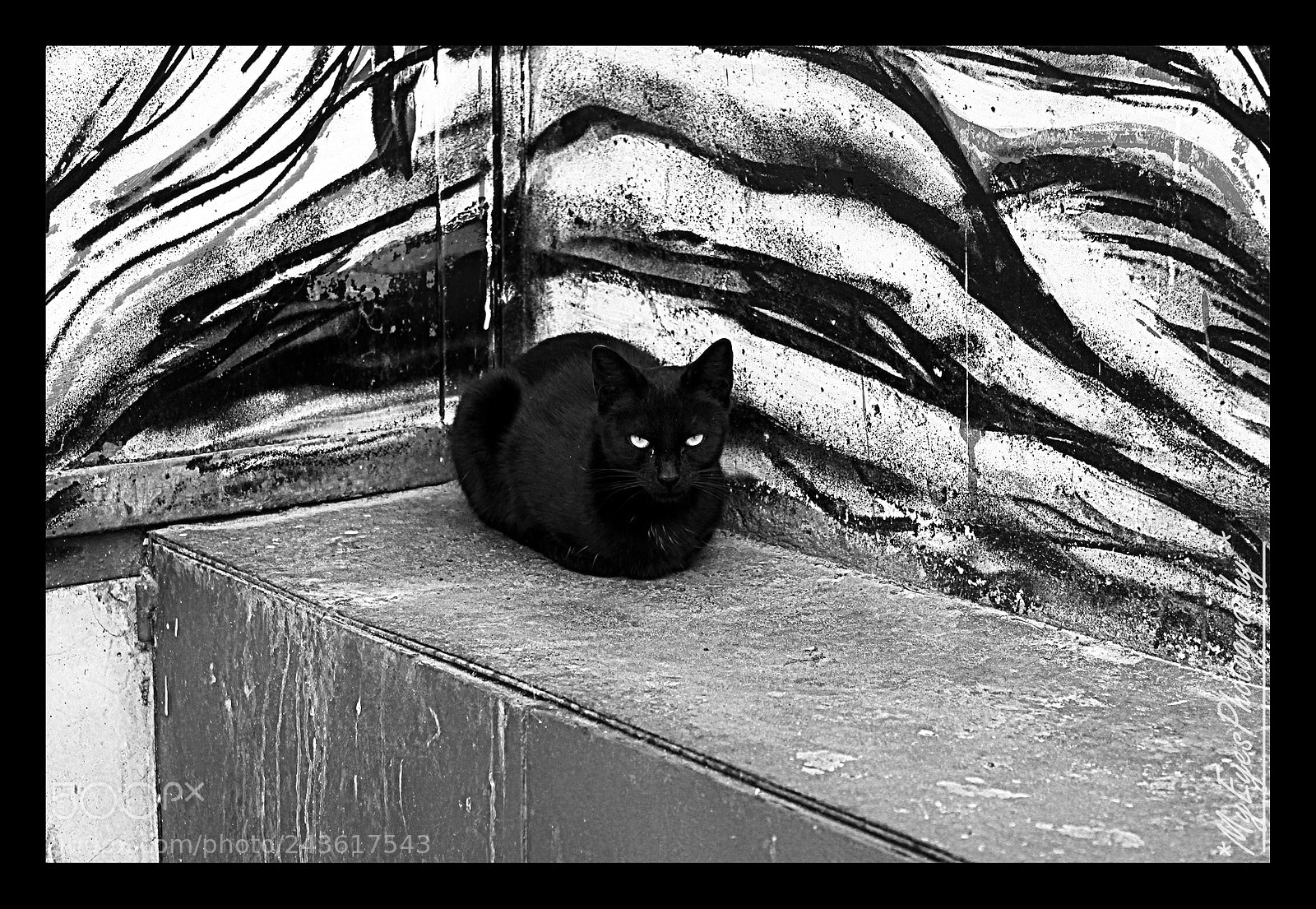 Canon EOS 500D (EOS Rebel T1i / EOS Kiss X3) sample photo. Black cat photography