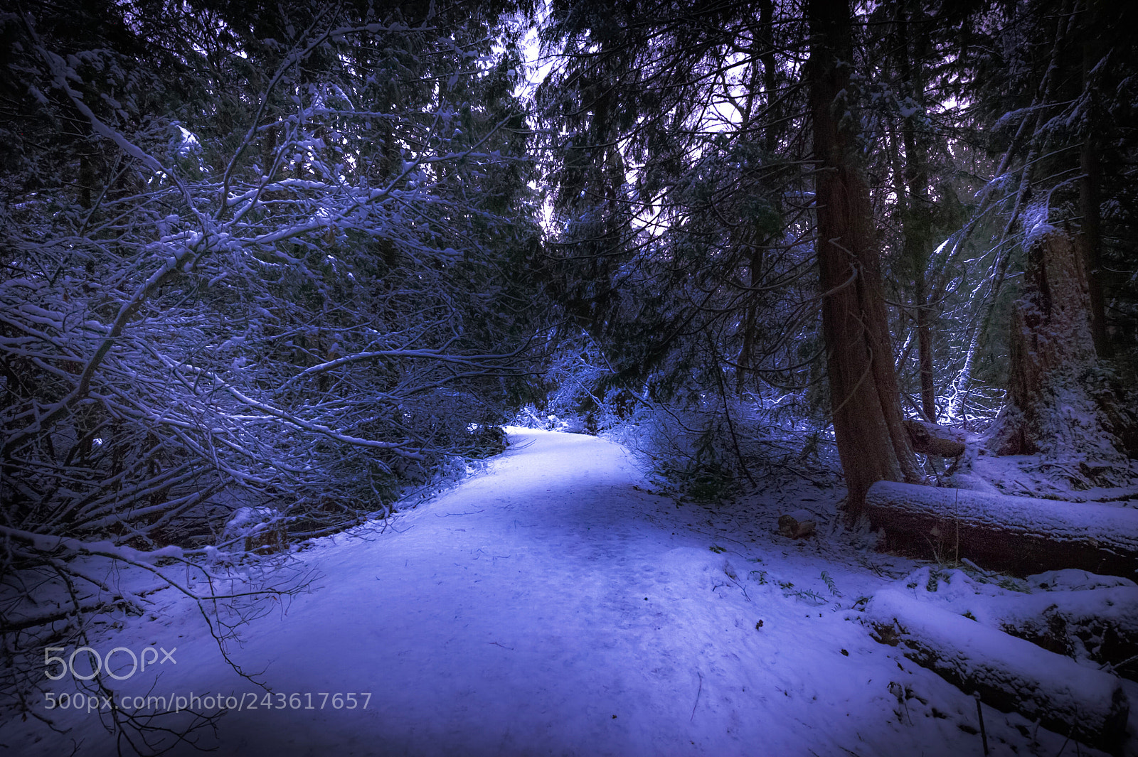 Nikon D3S sample photo. Winter trail photography