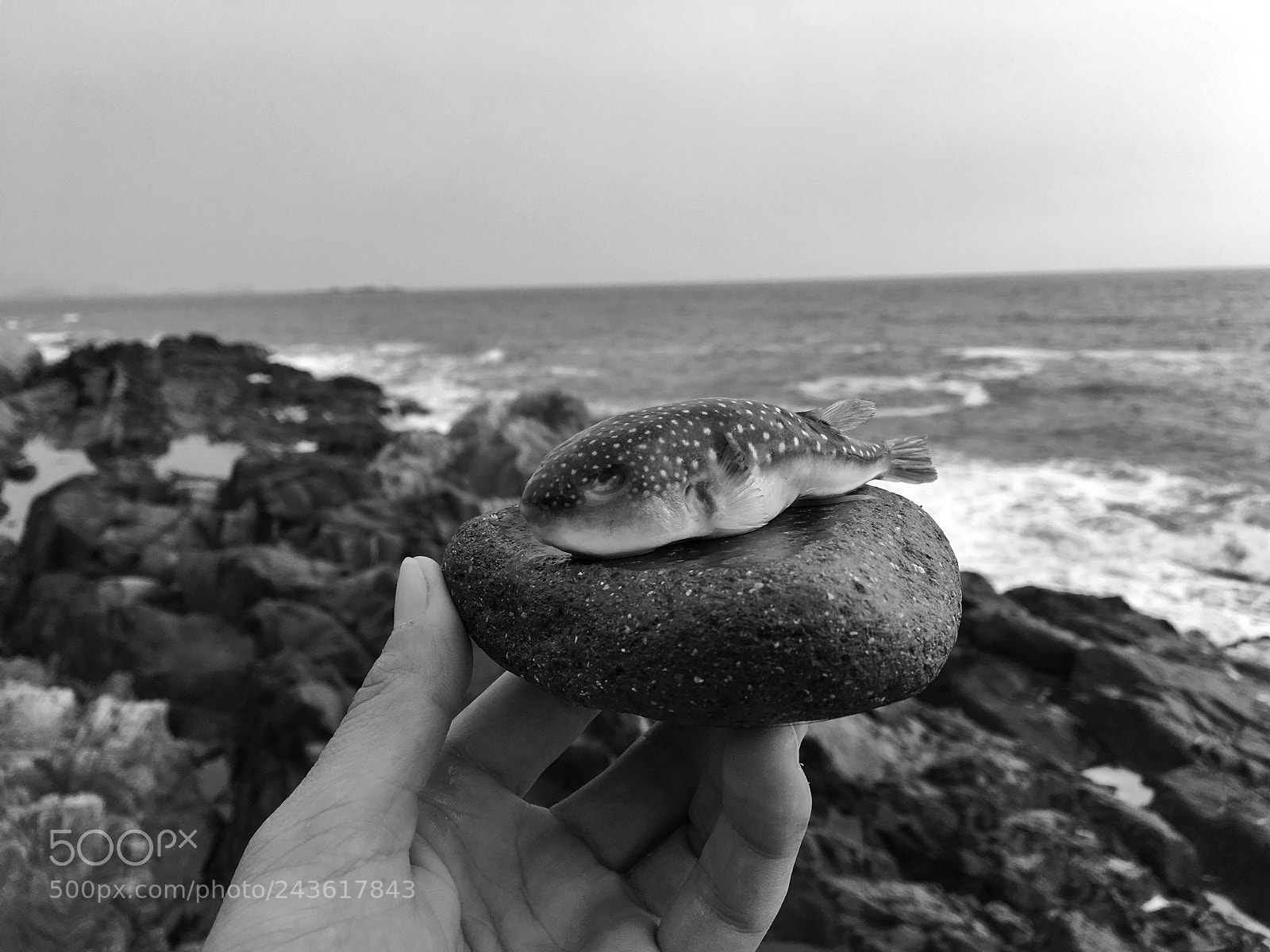 Apple iPhone 6s Plus sample photo. Untitled photography