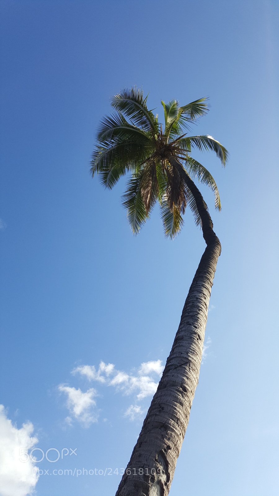 Samsung GALAXY S6 edge sample photo. Lahaina palms photography