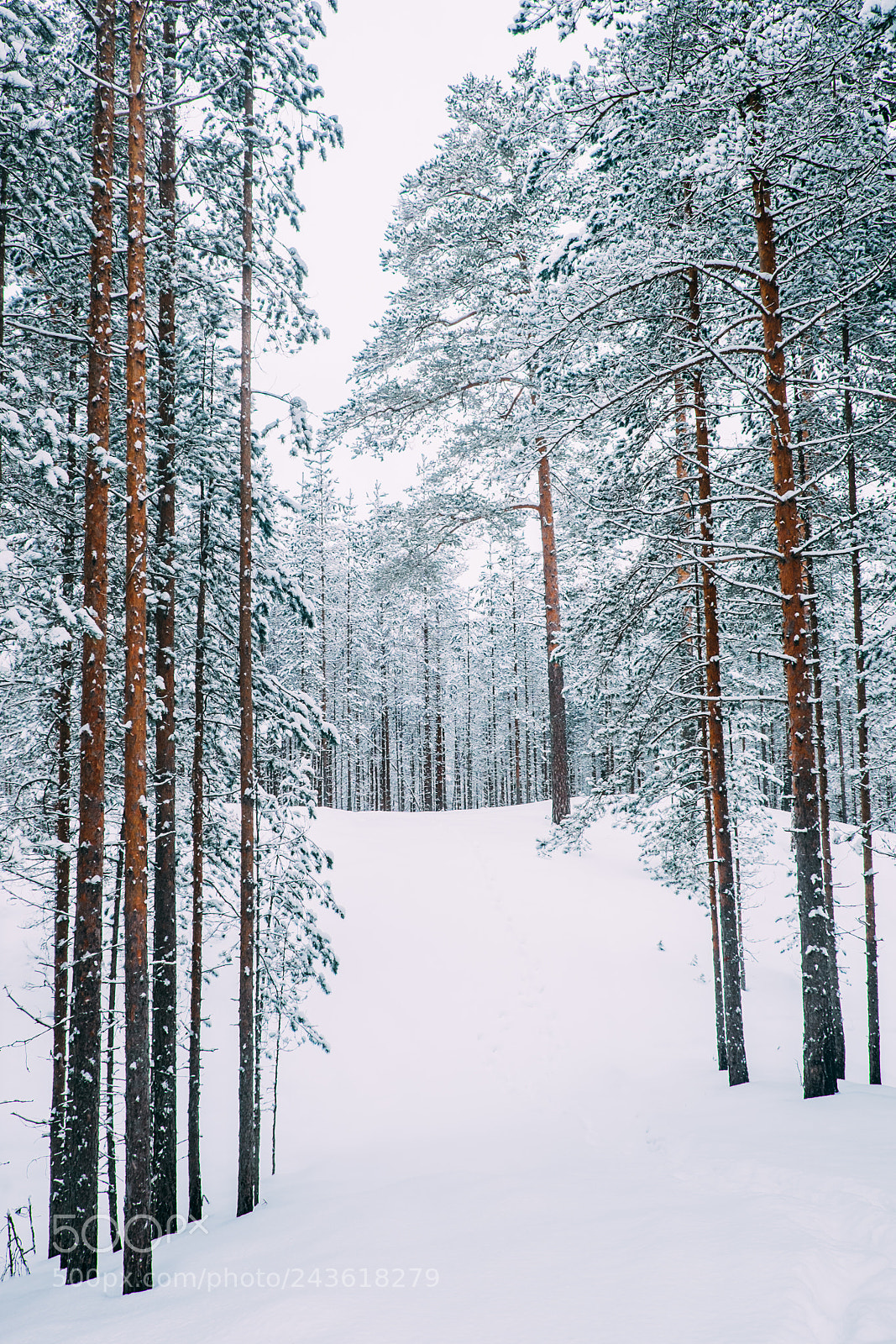 Fujifilm X-T1 sample photo. Winter forest #3 photography