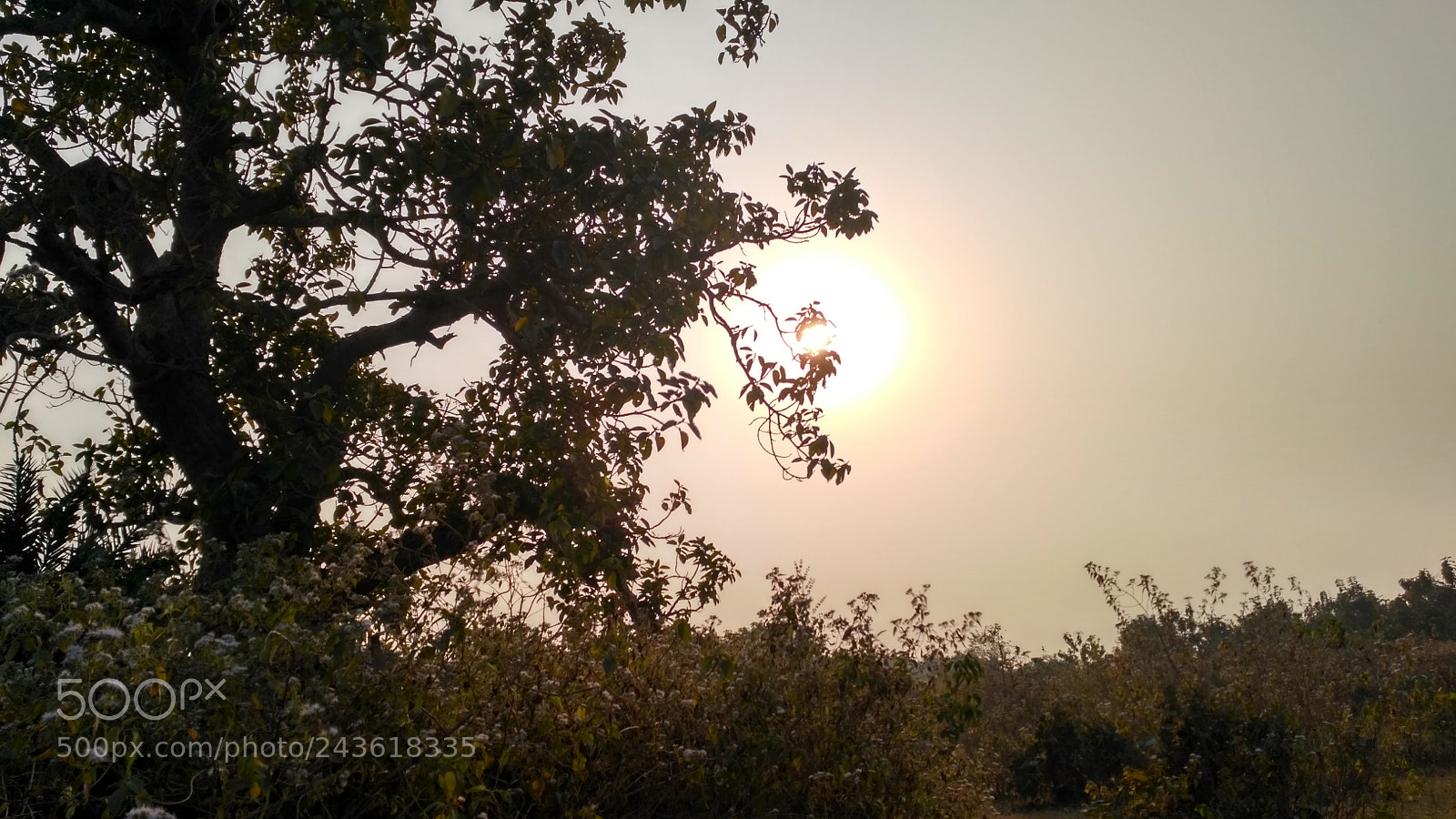 Xiaomi Redmi 3S sample photo. Untitled photography