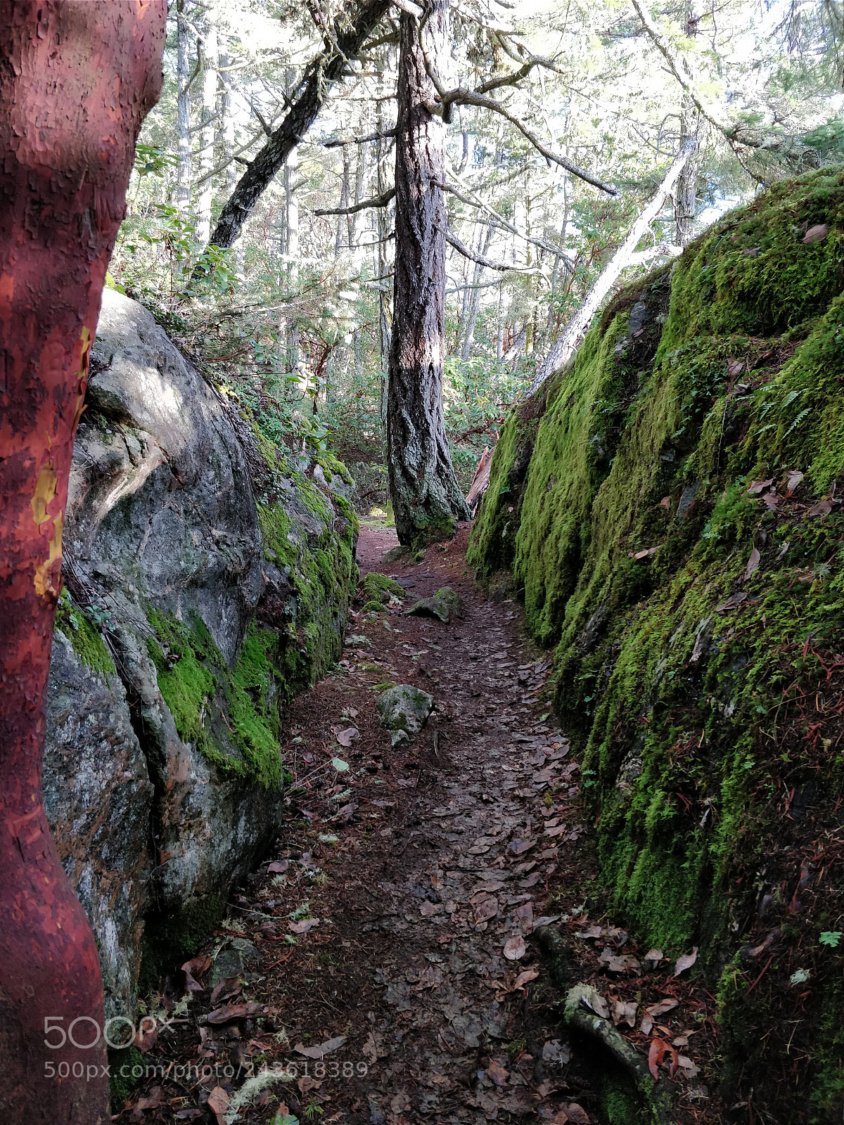 OnePlus 5 sample photo. Path among the forest photography