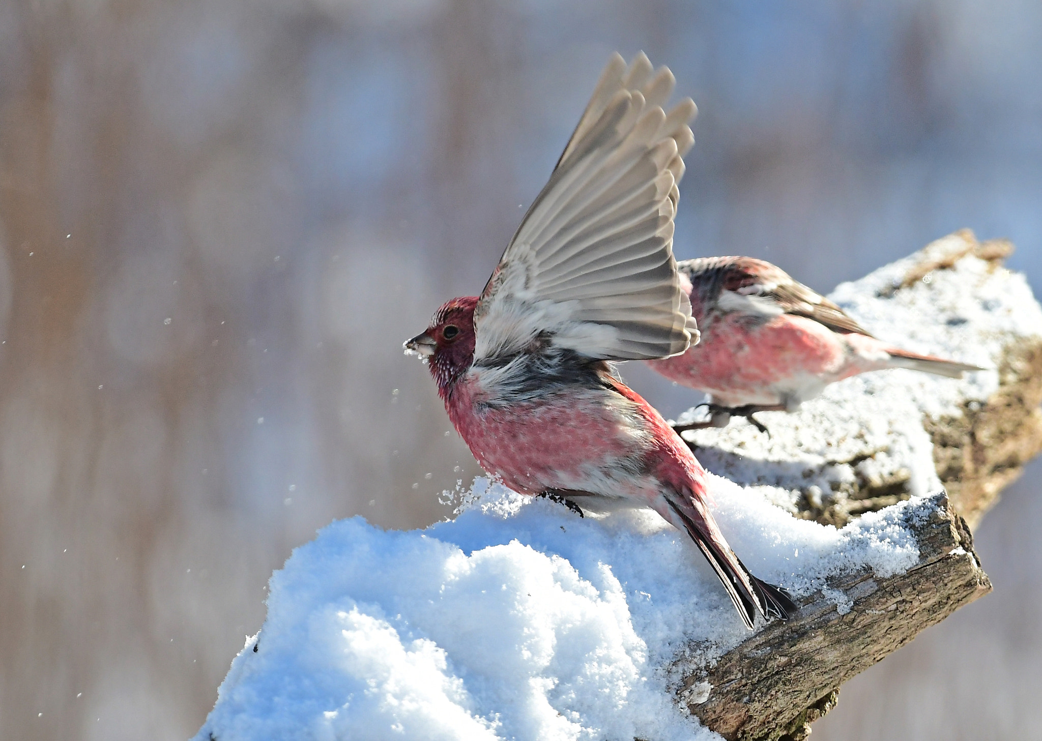 Nikon AF-S Nikkor 200-400mm F4G ED-IF VR sample photo. Palllas's rosefinch 양진이 photography