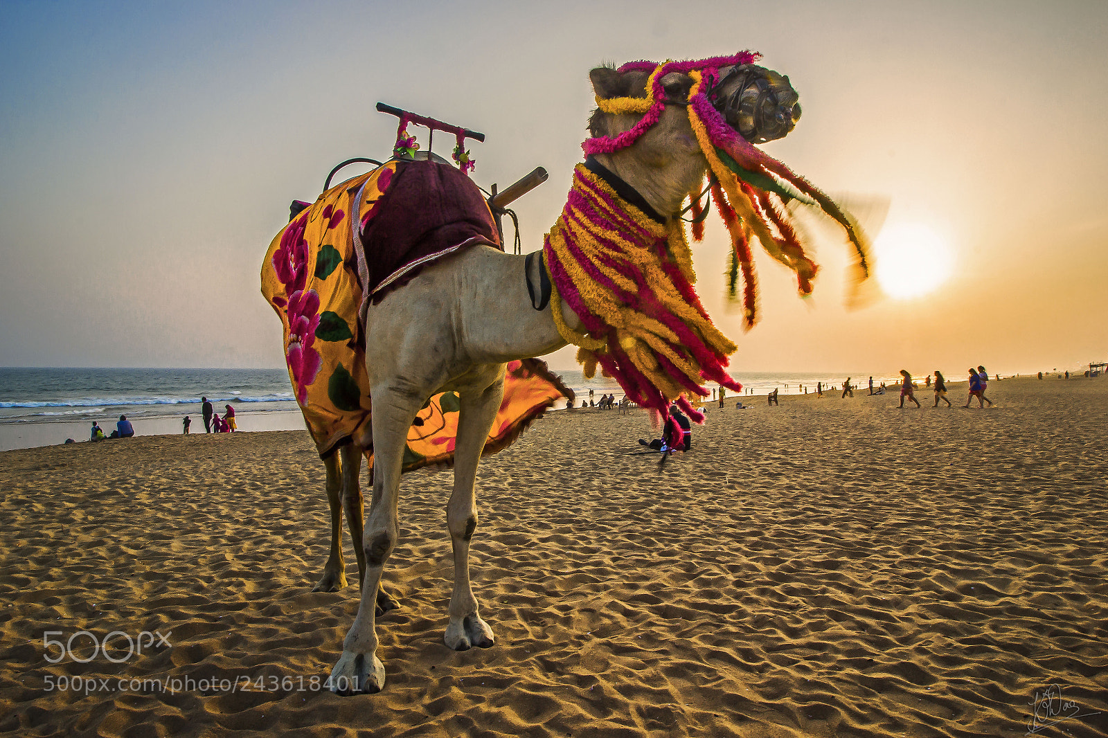 Canon EOS 550D (EOS Rebel T2i / EOS Kiss X4) sample photo. The camel photography