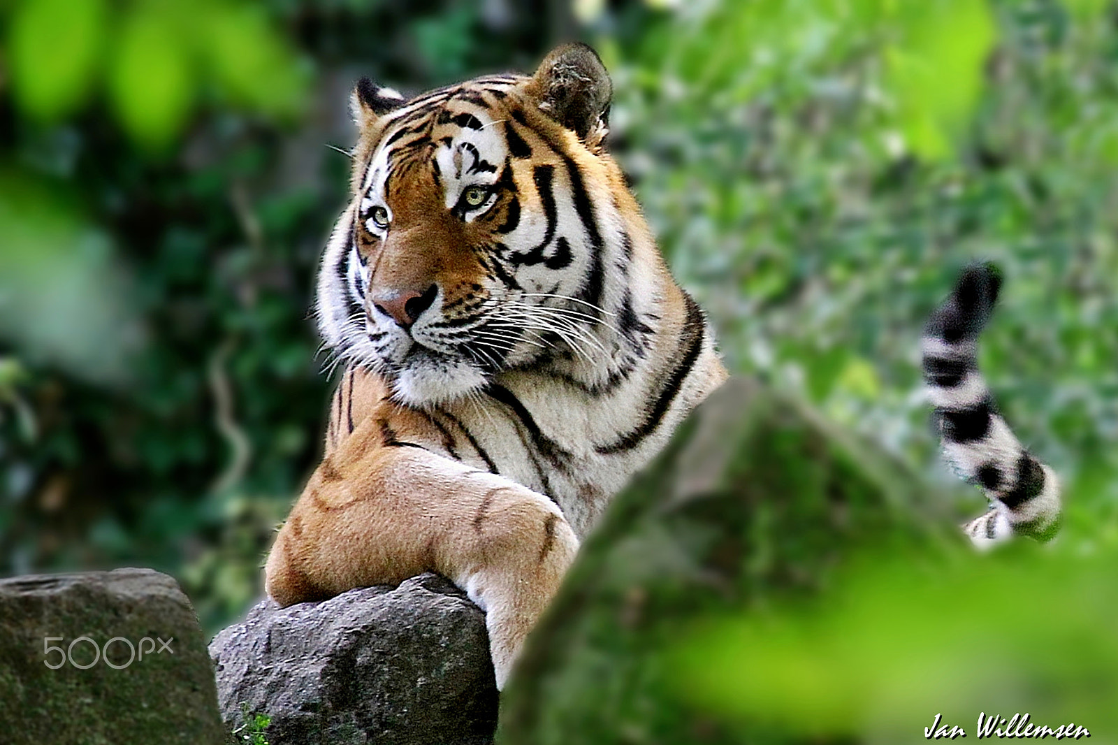 Canon EF 100-400mm F4.5-5.6L IS USM sample photo. Amur tiger photography