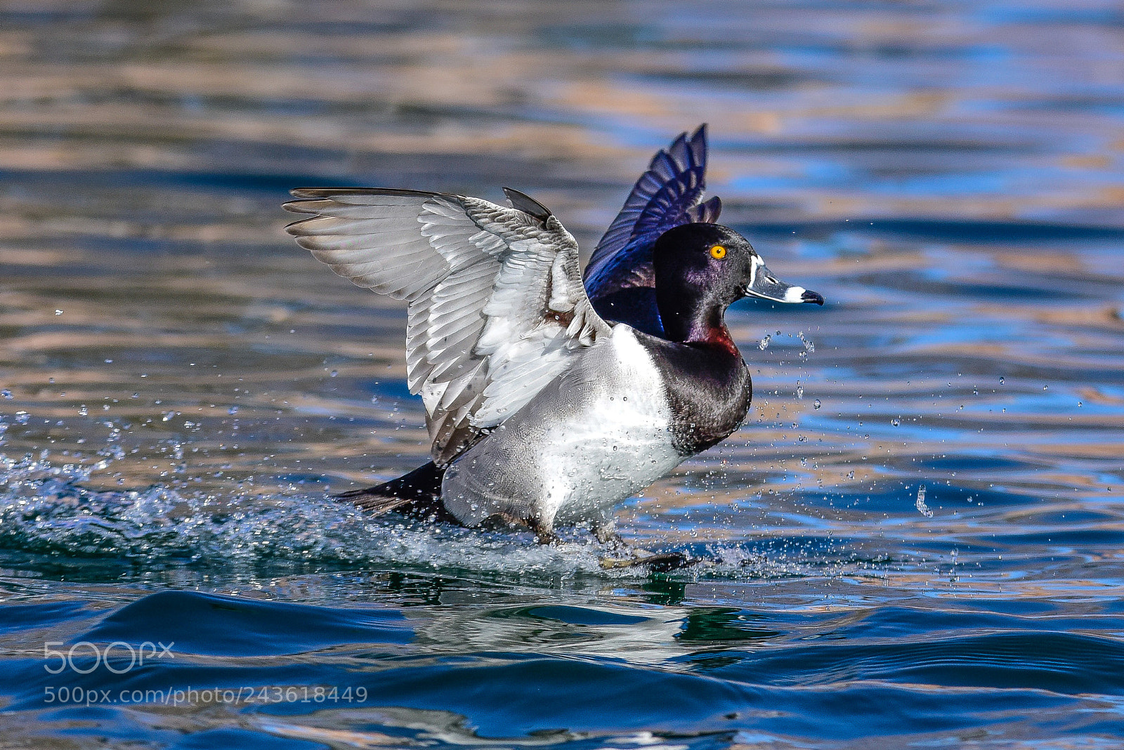 Nikon D810 sample photo. Ring necked duck photography