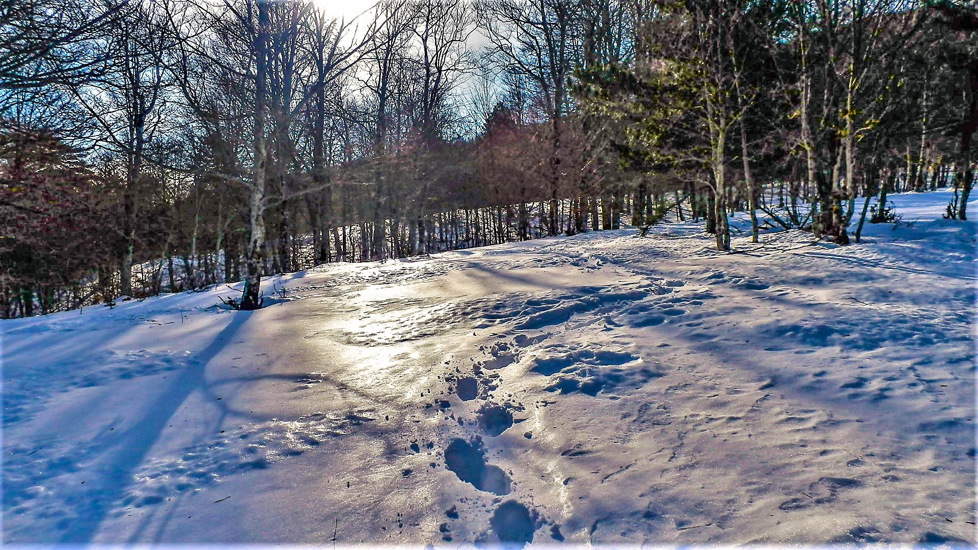 Olympus SZ-20 sample photo. Walking in the snow photography