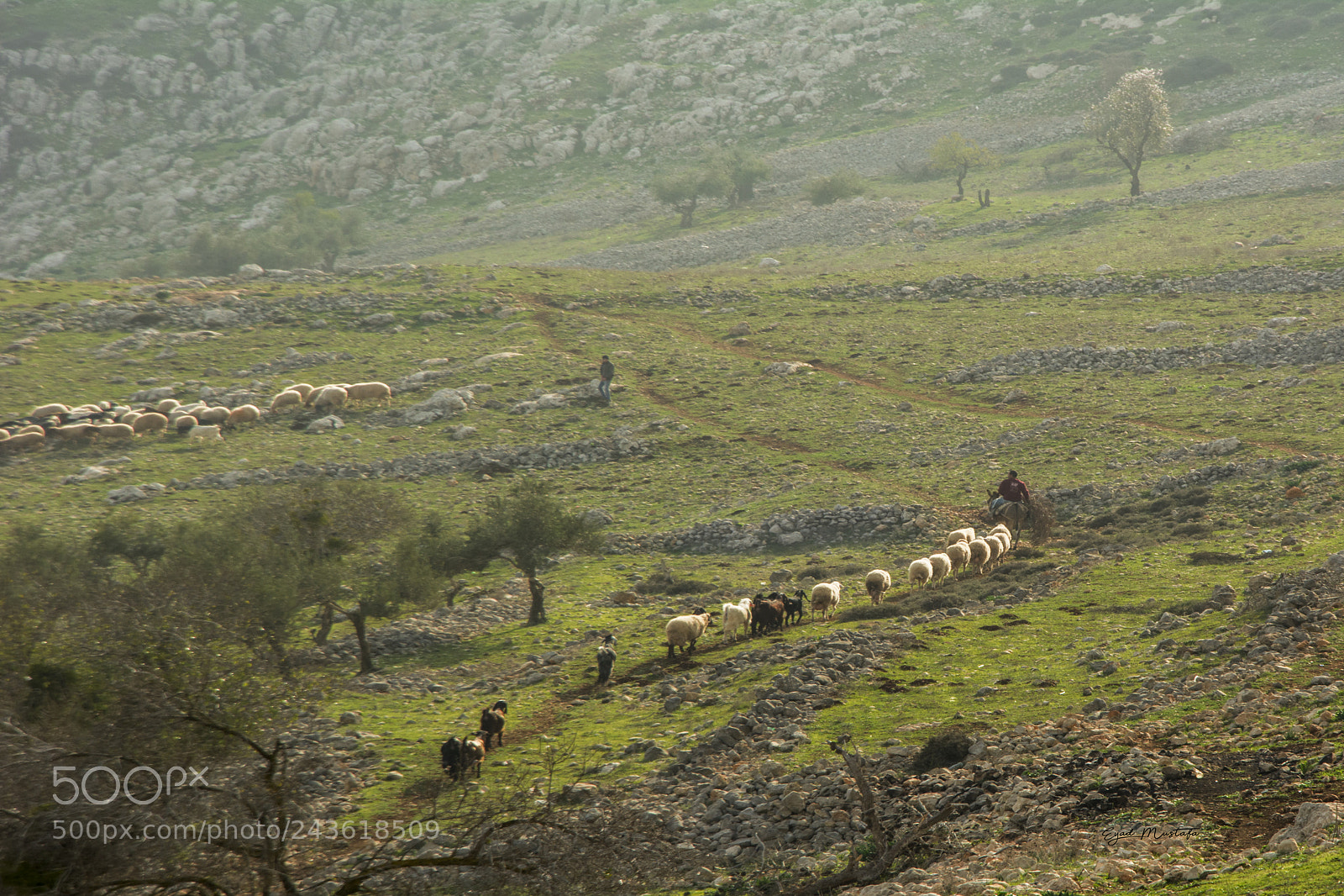 Nikon D7100 sample photo. Palestinian countryside photography