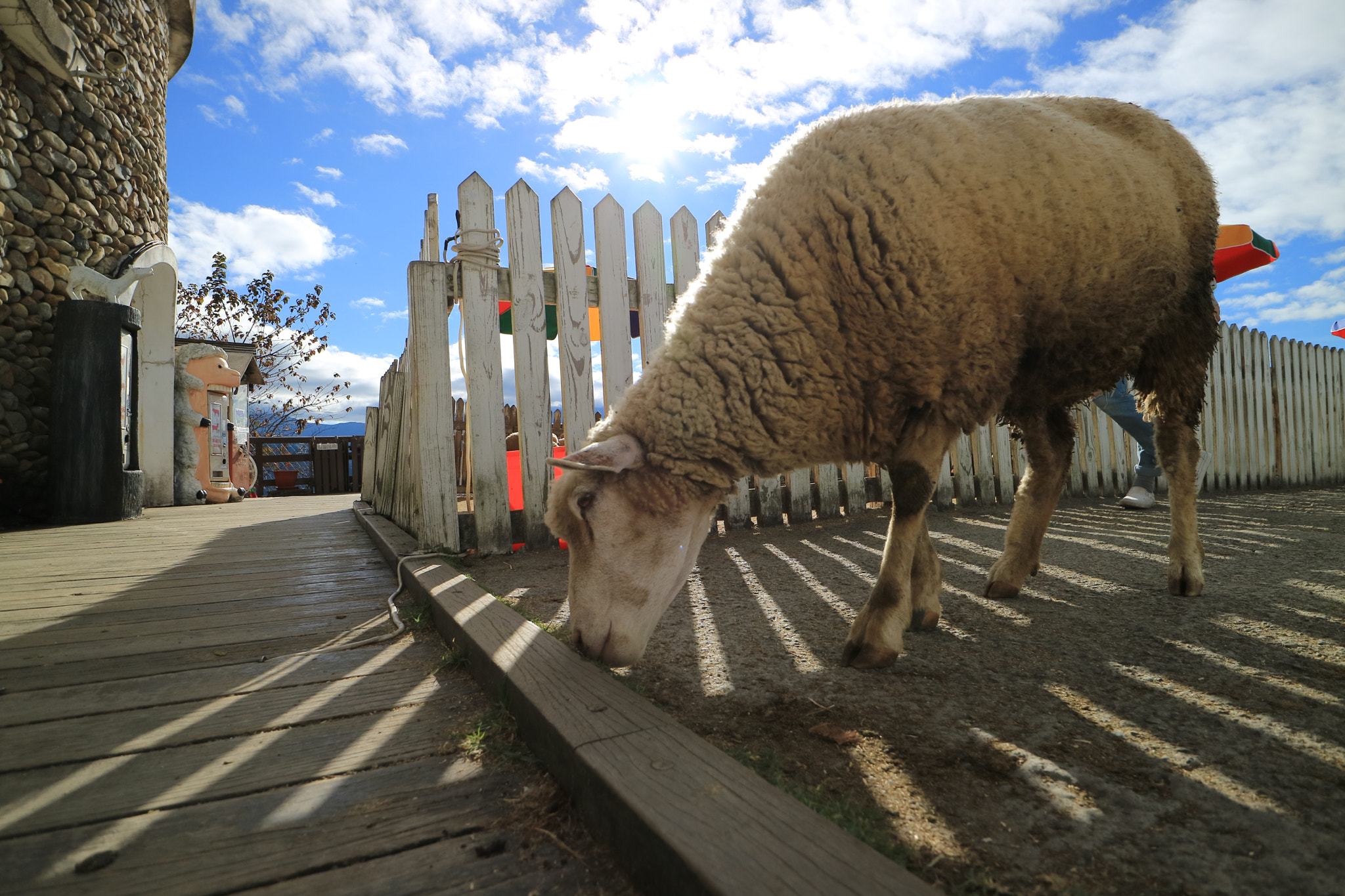 Canon EOS M3 + Canon EF-M 11-22mm F4-5.6 IS STM sample photo. 羊 photography