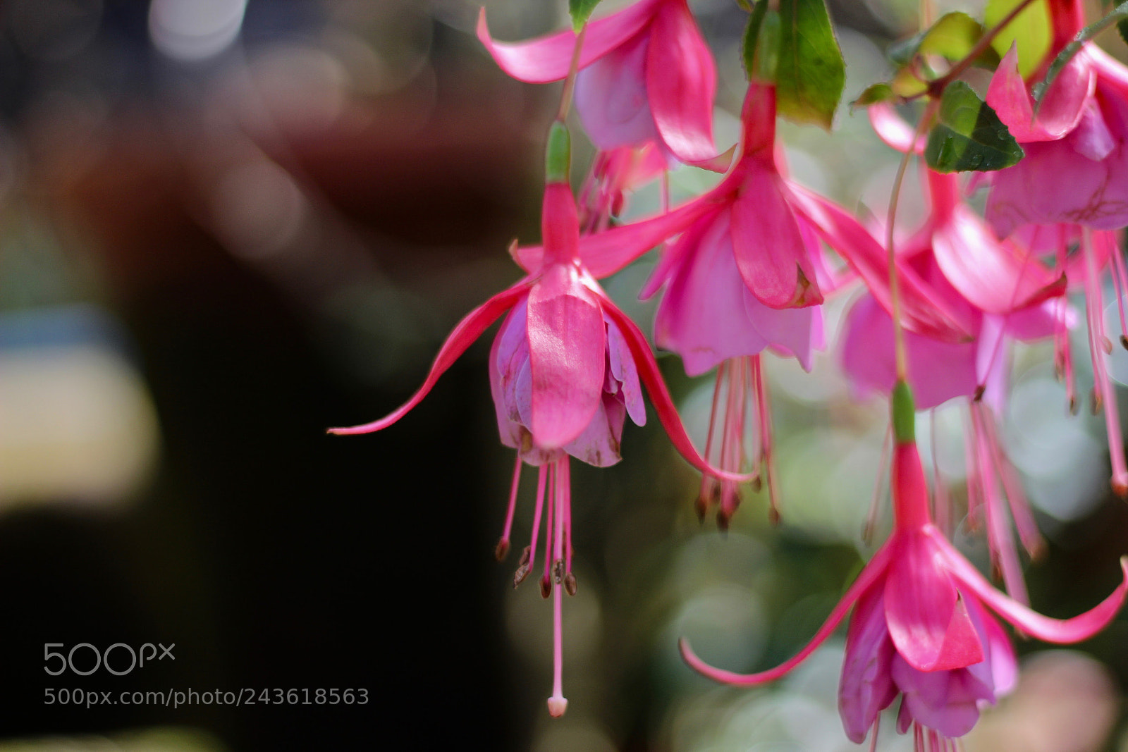 Canon EOS 1200D (EOS Rebel T5 / EOS Kiss X70 / EOS Hi) sample photo. Pink flower photography