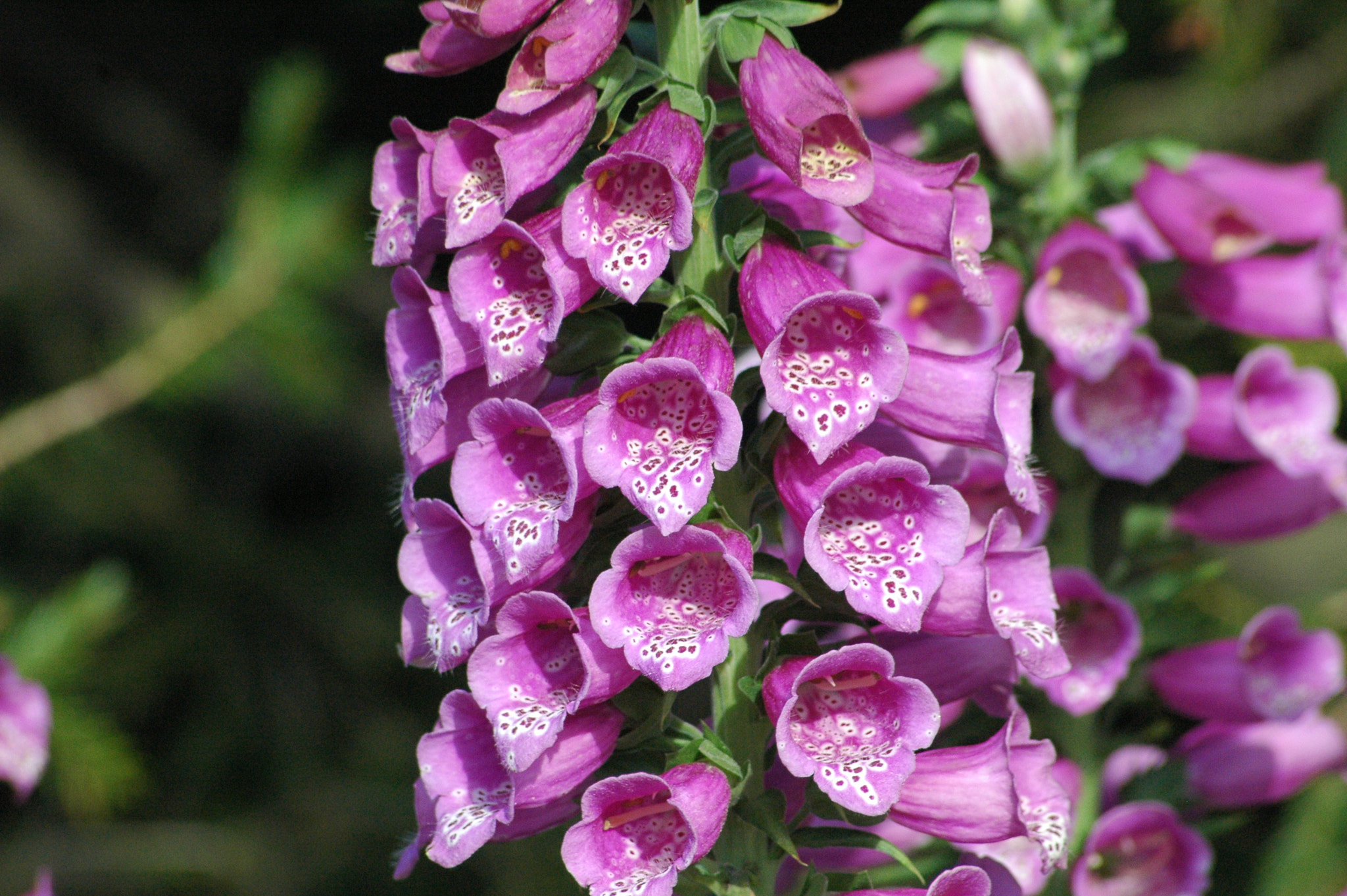 Nikon D70 + Sigma 70-300mm F4-5.6 APO Macro Super II sample photo. Pink is my  color photography