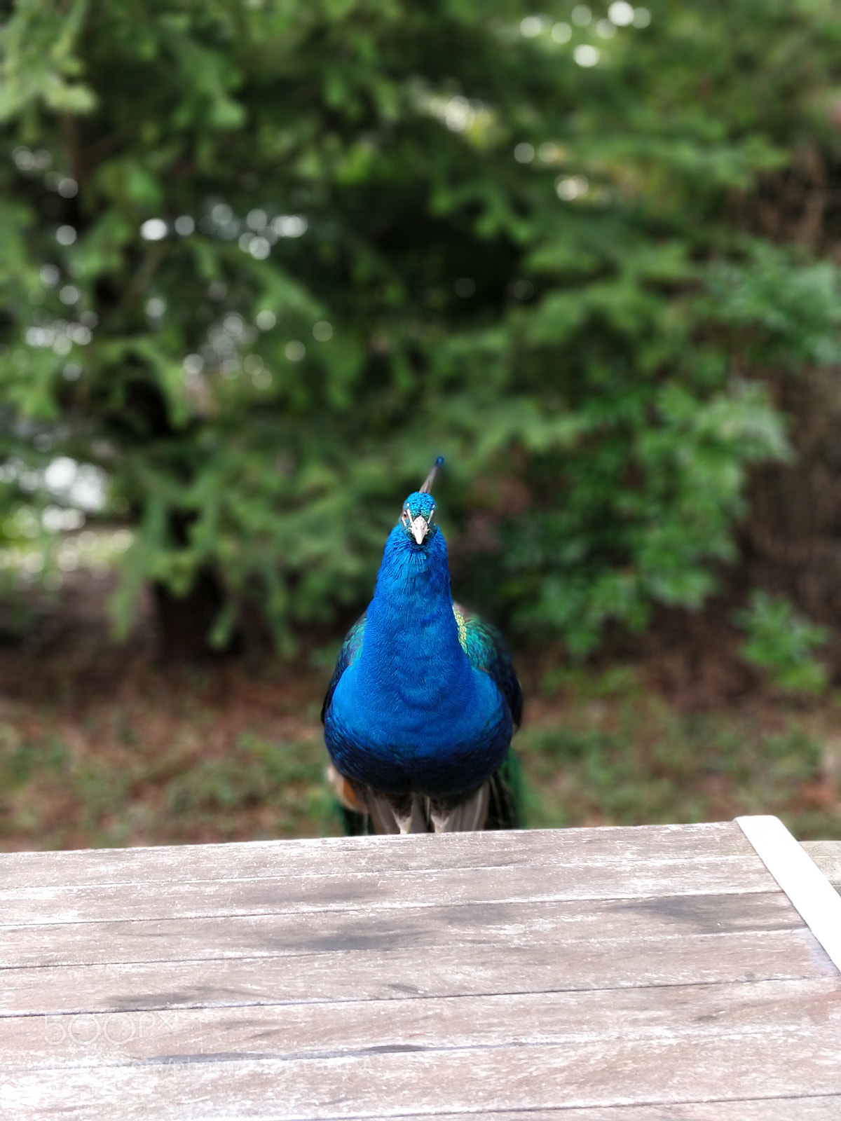 OnePlus 5 sample photo. Peacock photography