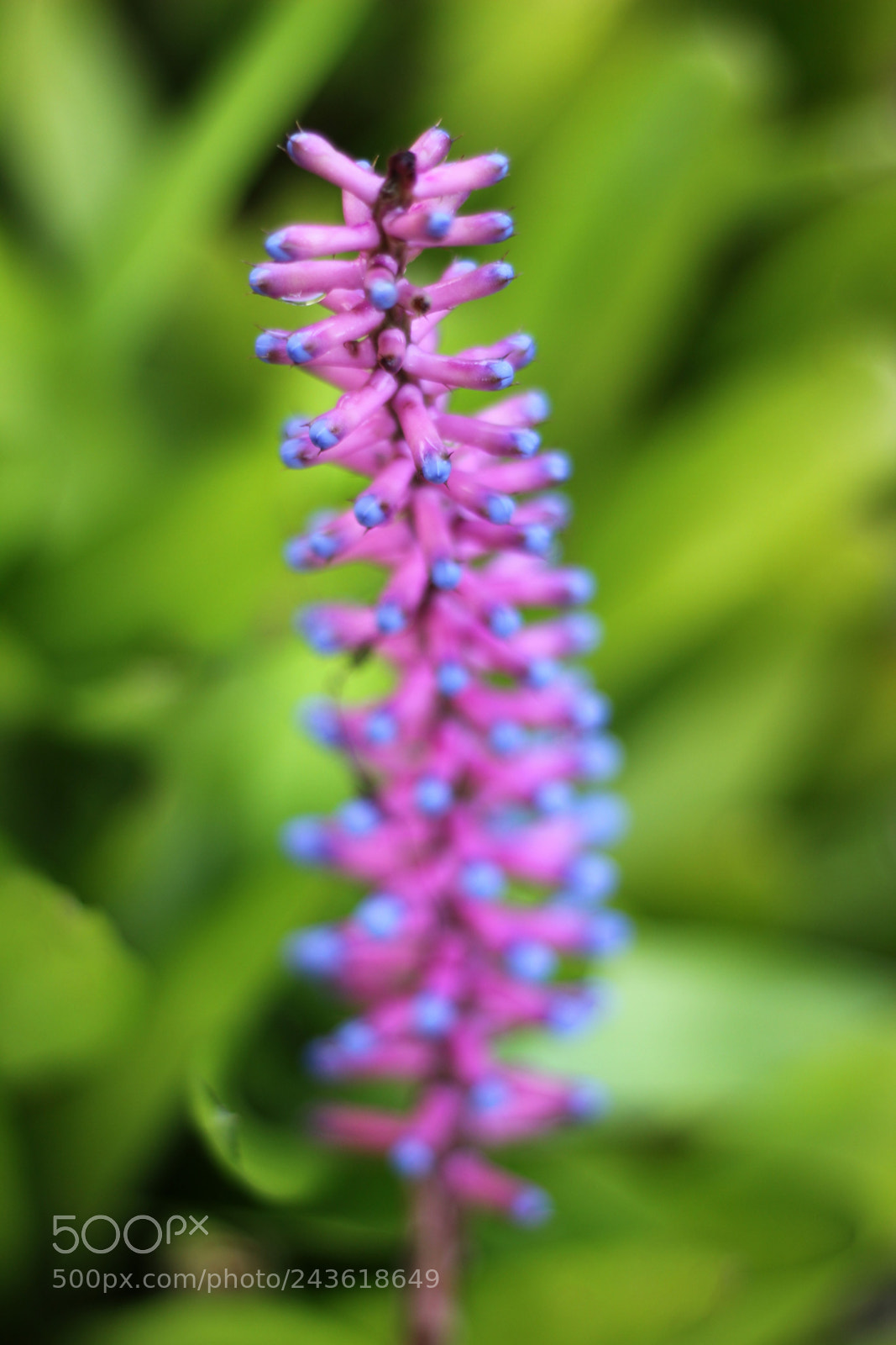 Canon EOS 1200D (EOS Rebel T5 / EOS Kiss X70 / EOS Hi) + Canon EF 50mm F1.8 STM sample photo. Matchstick flower photography