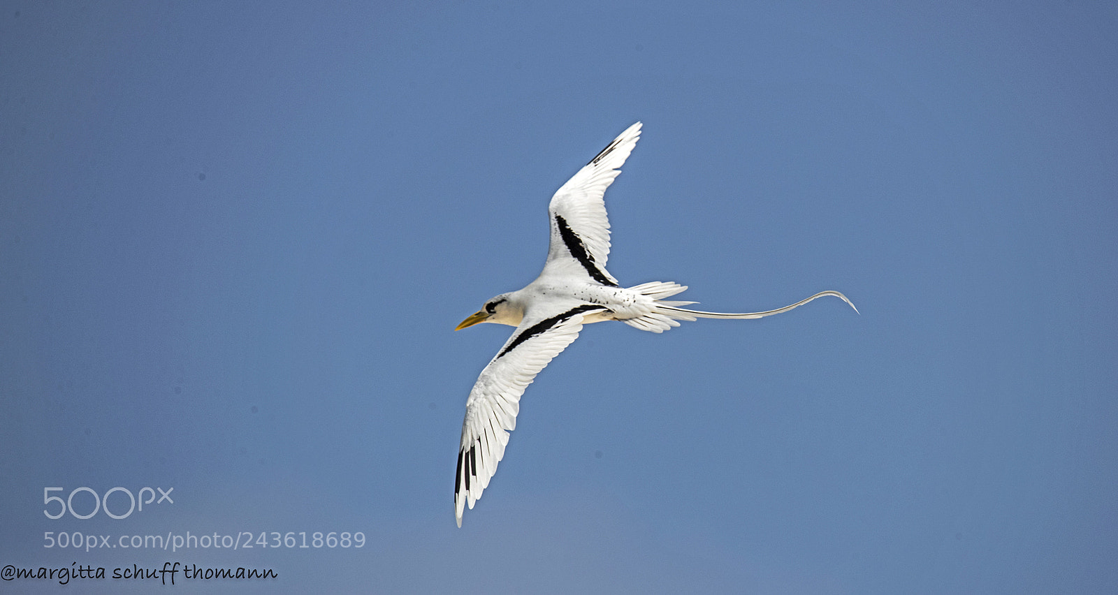 Canon EOS-1D X Mark II sample photo. White tailed tropic bird photography