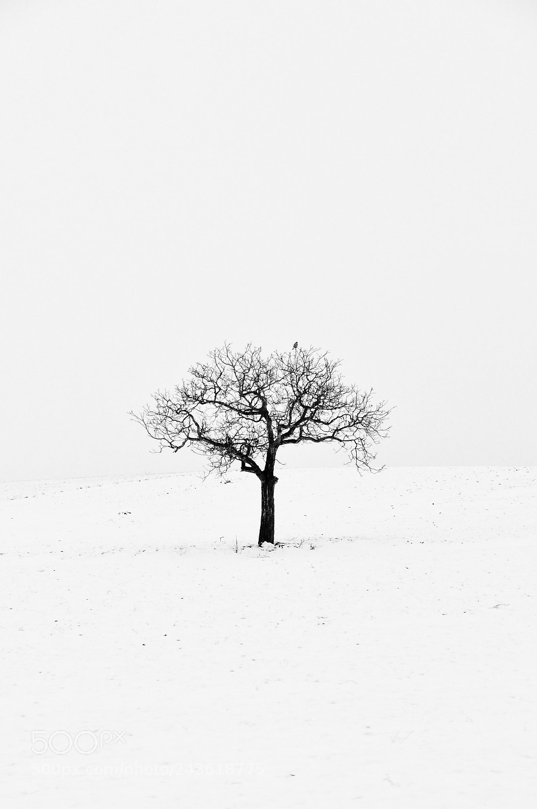 Nikon D90 sample photo. Little tree photography