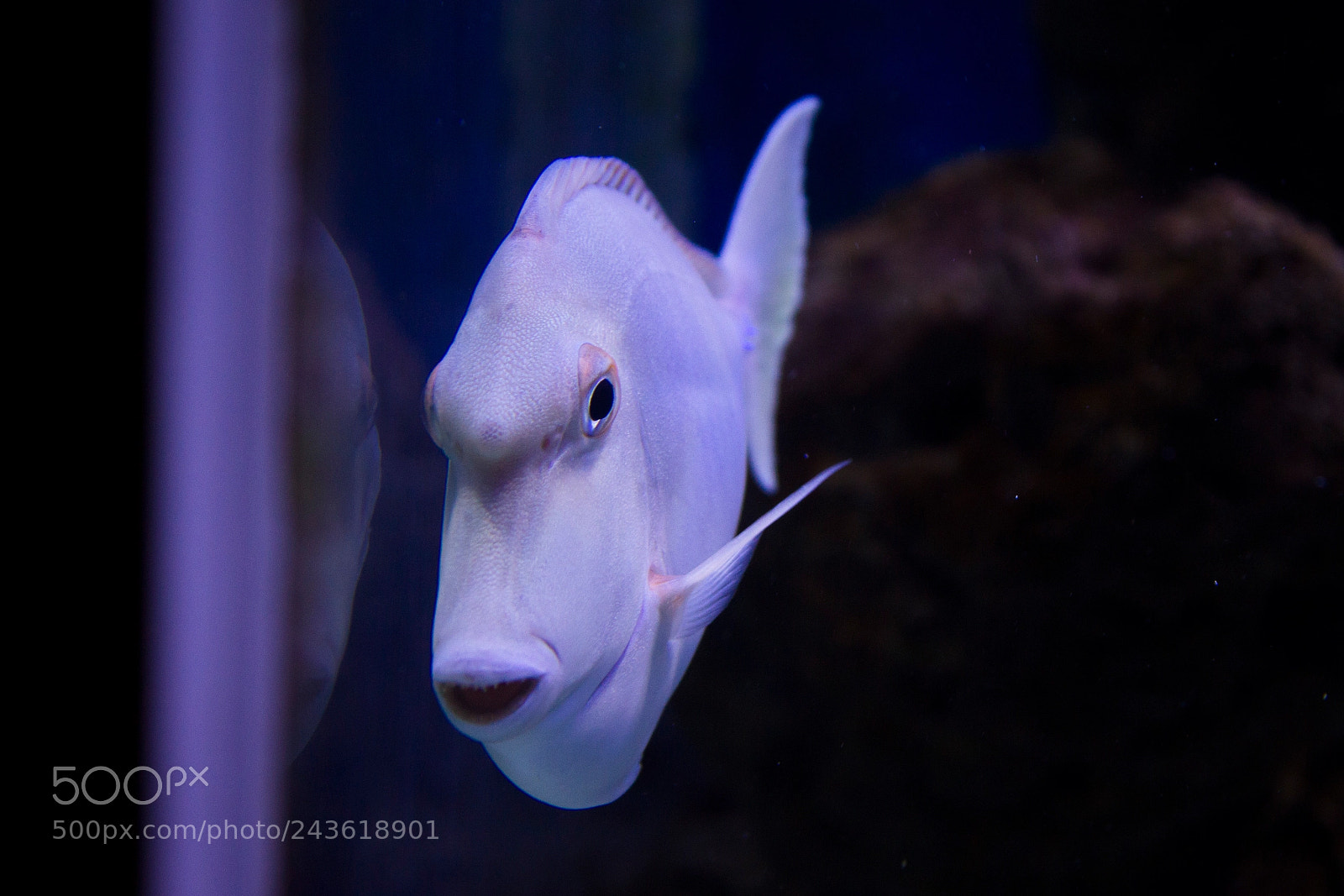 Canon EOS 550D (EOS Rebel T2i / EOS Kiss X4) sample photo. Surgeonfish (doktorfisch) photography